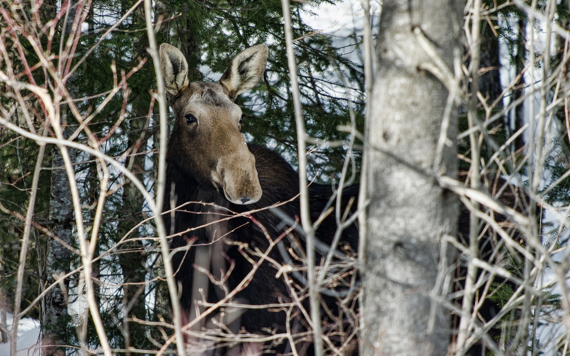 Download mobile wallpaper Animal, Elk for free.