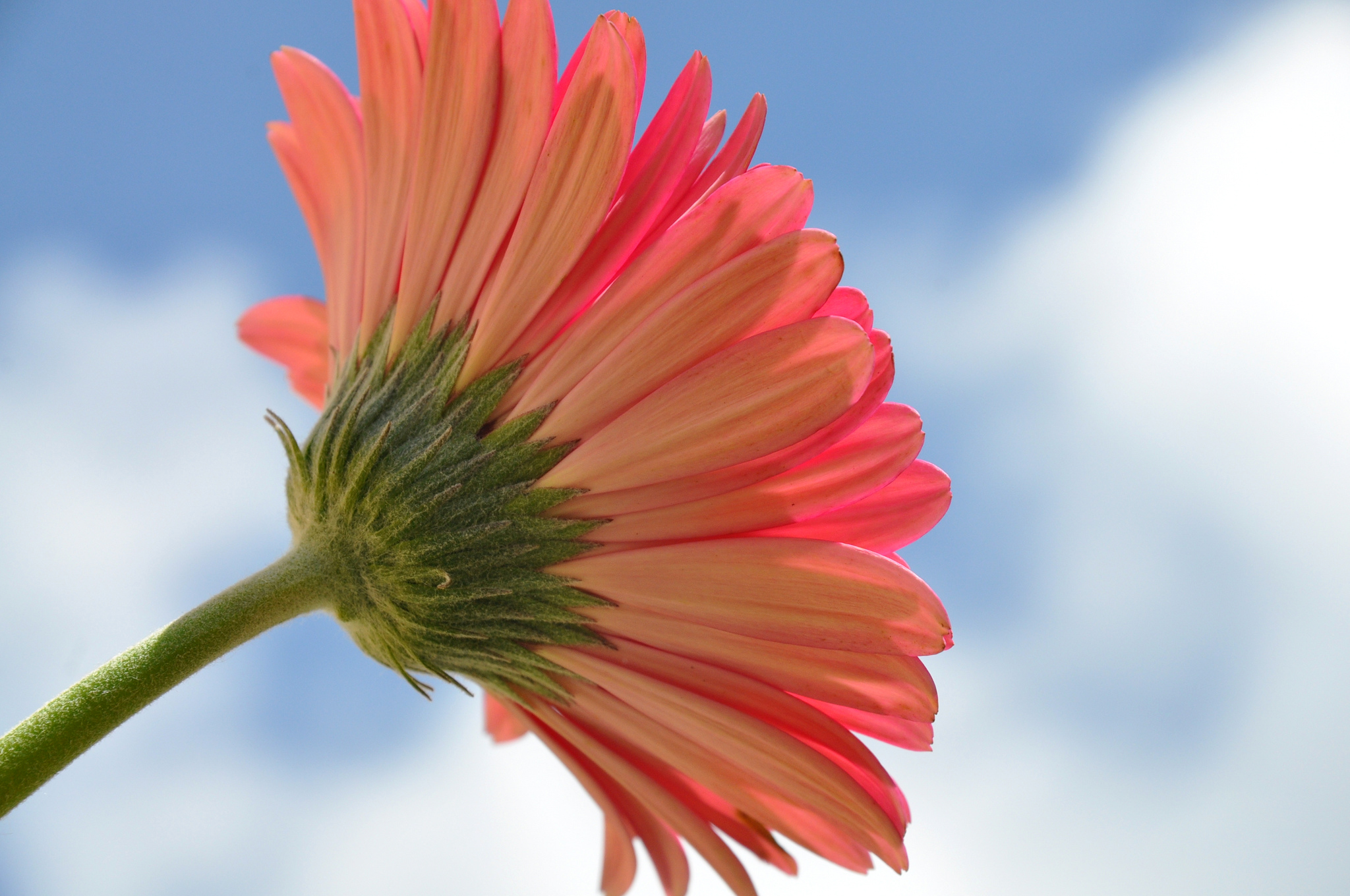 Download mobile wallpaper Gerbera, Daisy, Pink Flower, Flowers, Earth for free.