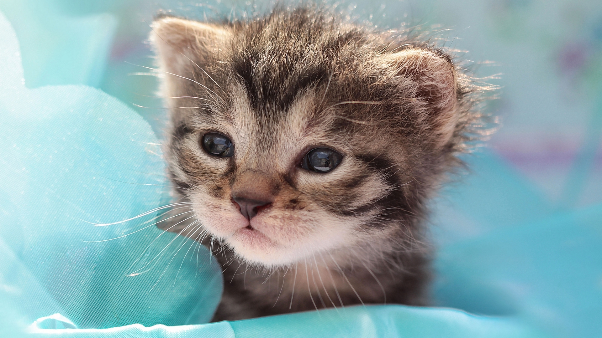 Baixar papel de parede para celular de Animais, Gatos, Gato gratuito.