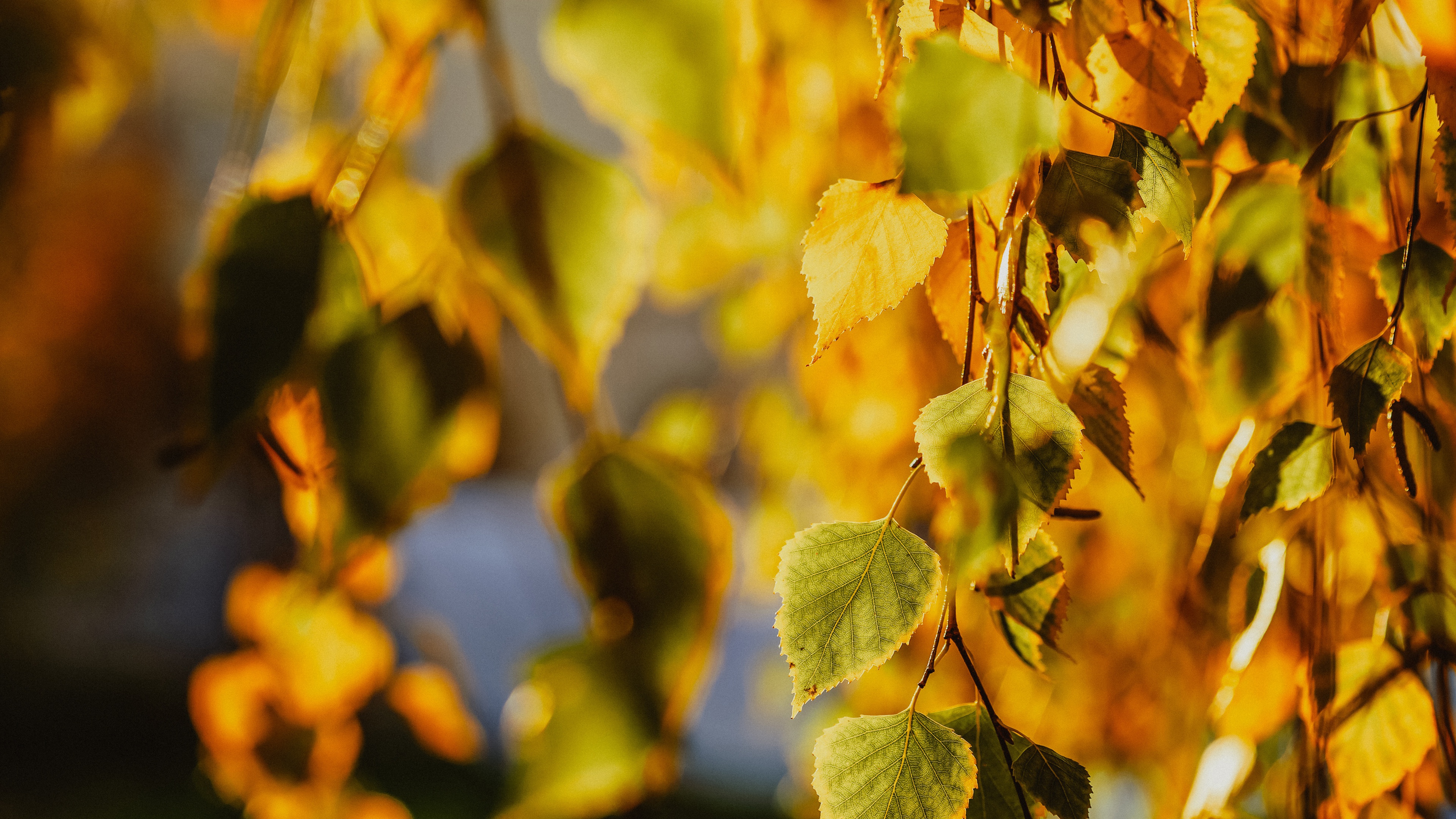 Download mobile wallpaper Leaf, Fall, Earth, Birch for free.
