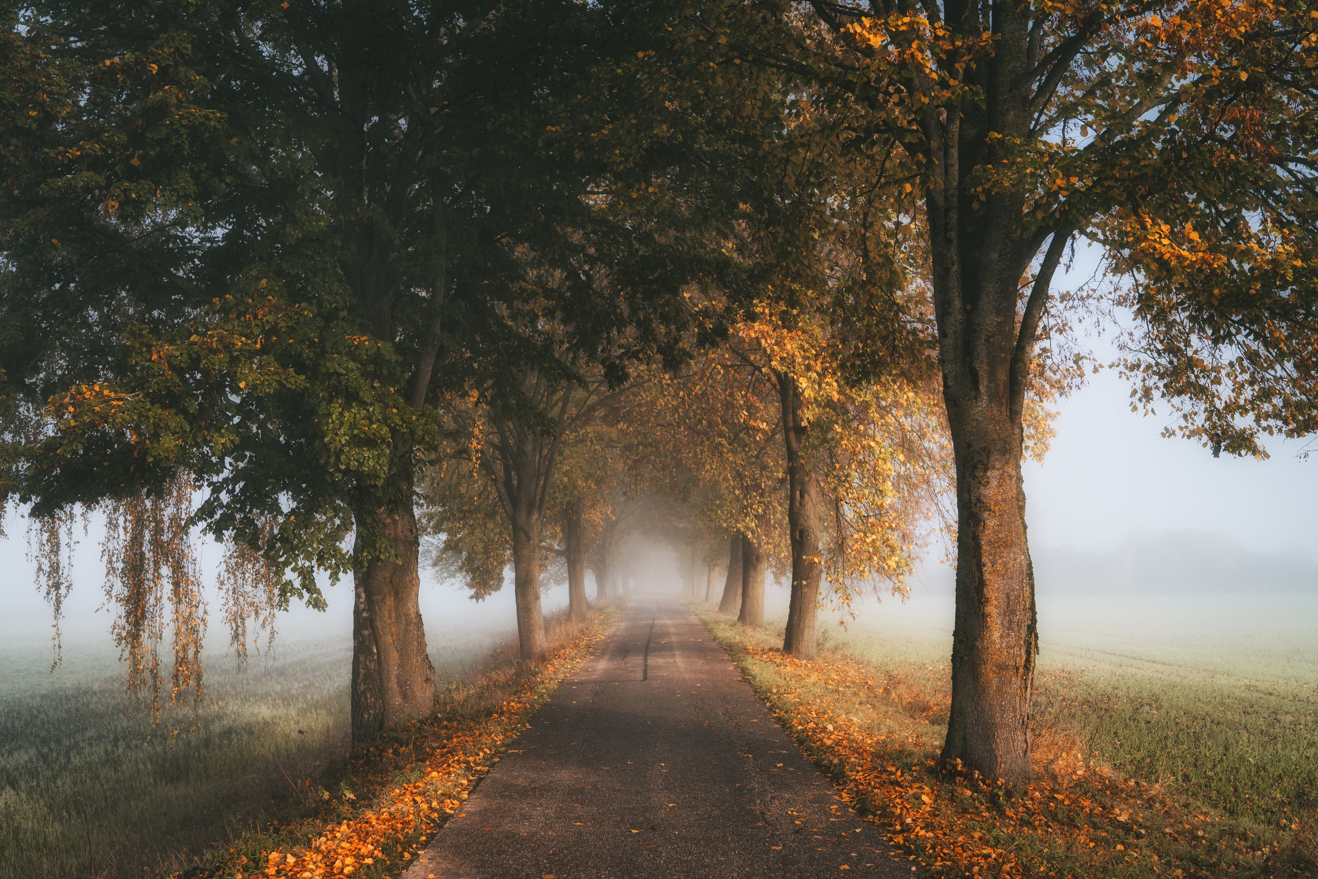 Téléchargez des papiers peints mobile Automne, Route, Arbre, Brouillard, Construction Humaine gratuitement.