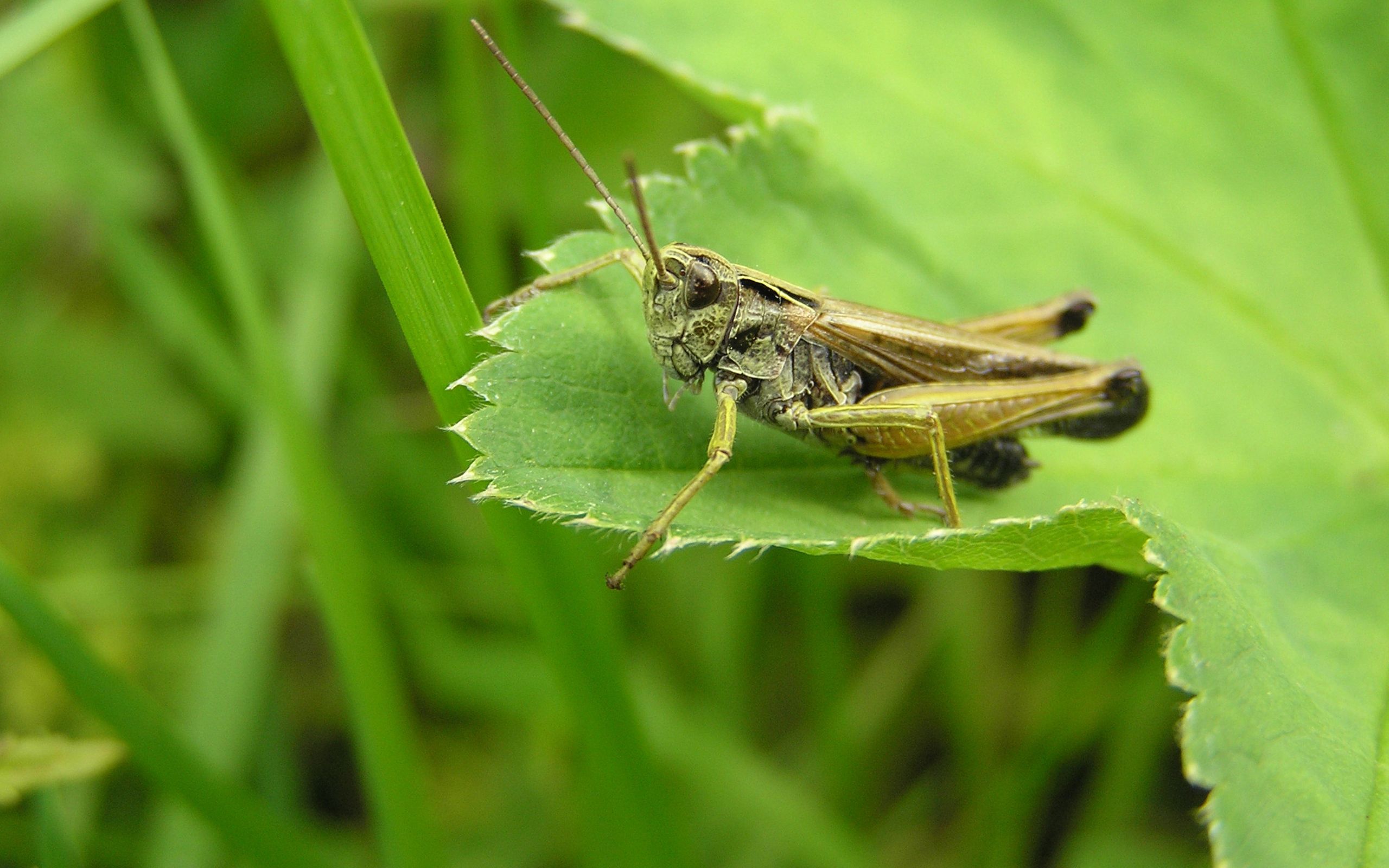 grasshopper, grass, leaves, macro, insect