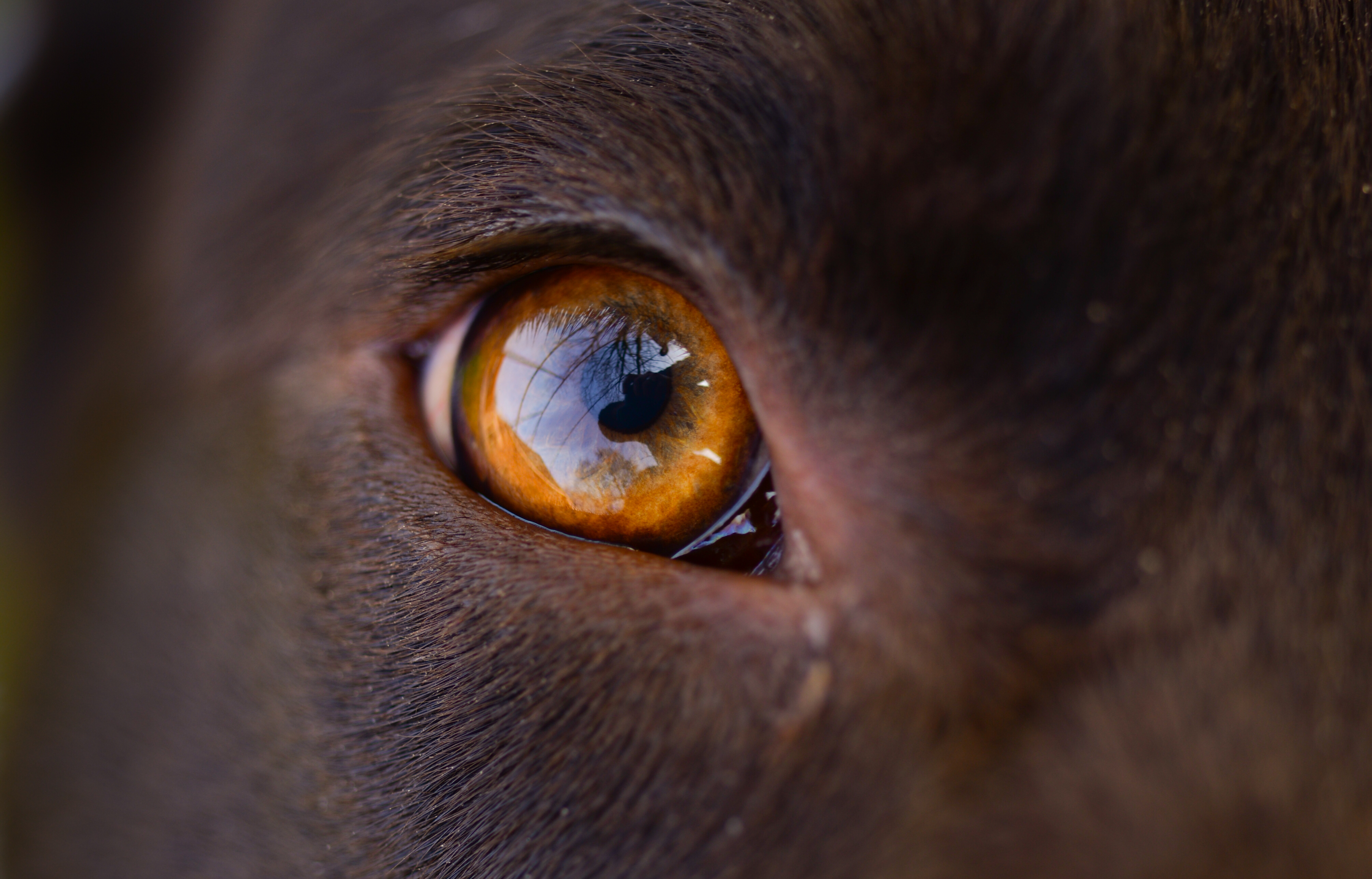 PCデスクトップに反射, 眼, 大きい, マクロ, 目, 犬画像を無料でダウンロード
