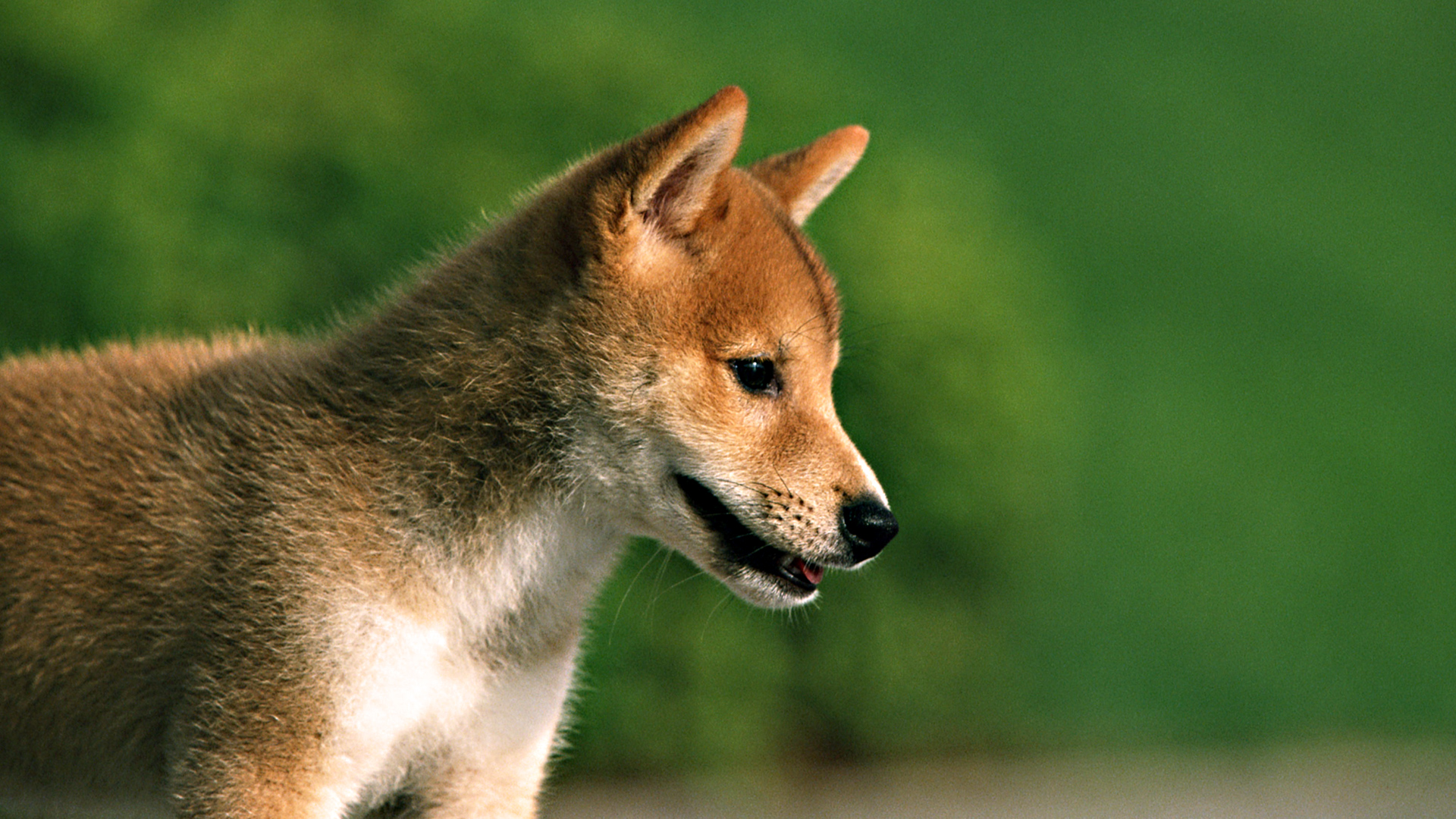 Handy-Wallpaper Hunde, Hund, Tiere kostenlos herunterladen.