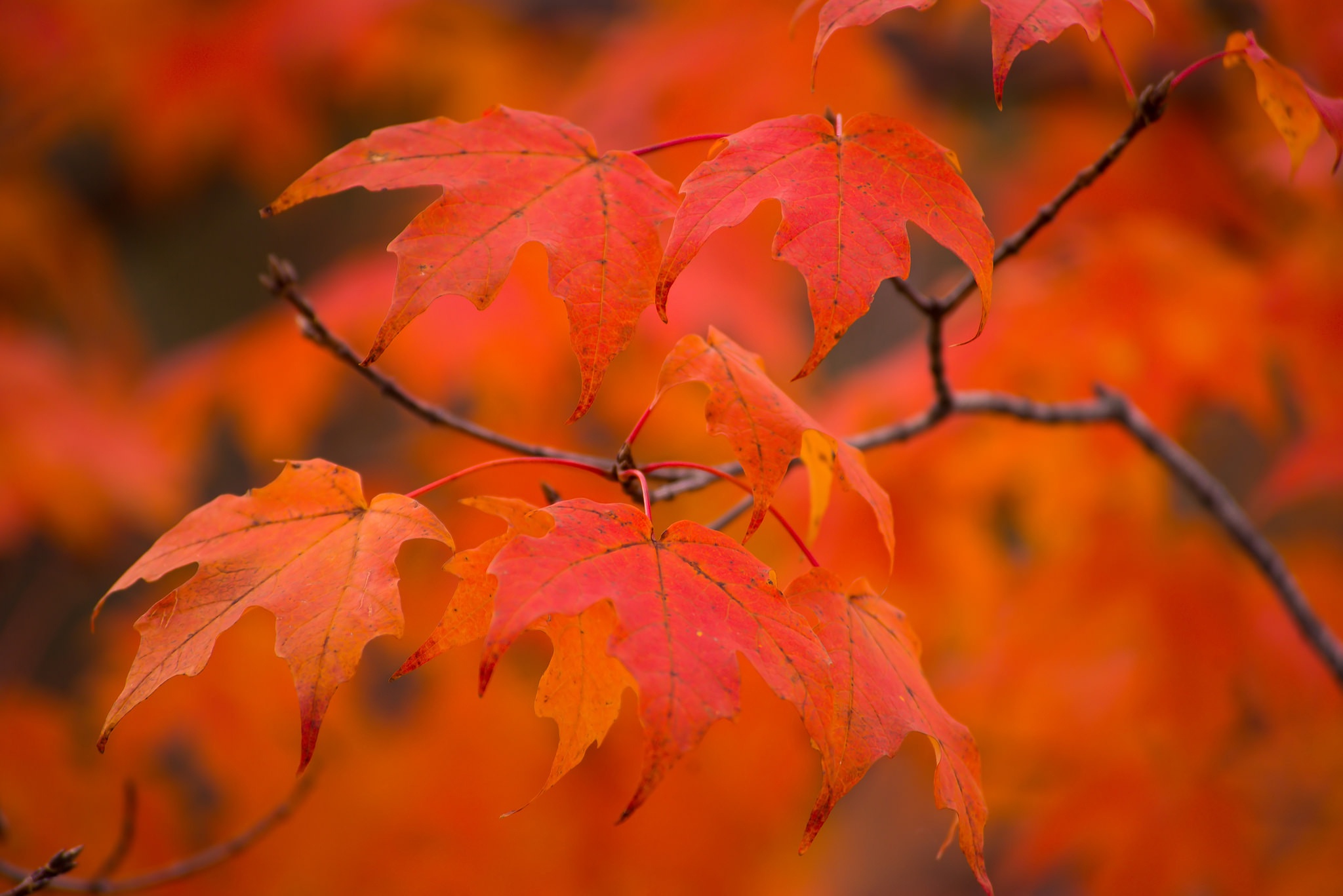 Download mobile wallpaper Nature, Leaf, Fall, Branch, Earth for free.