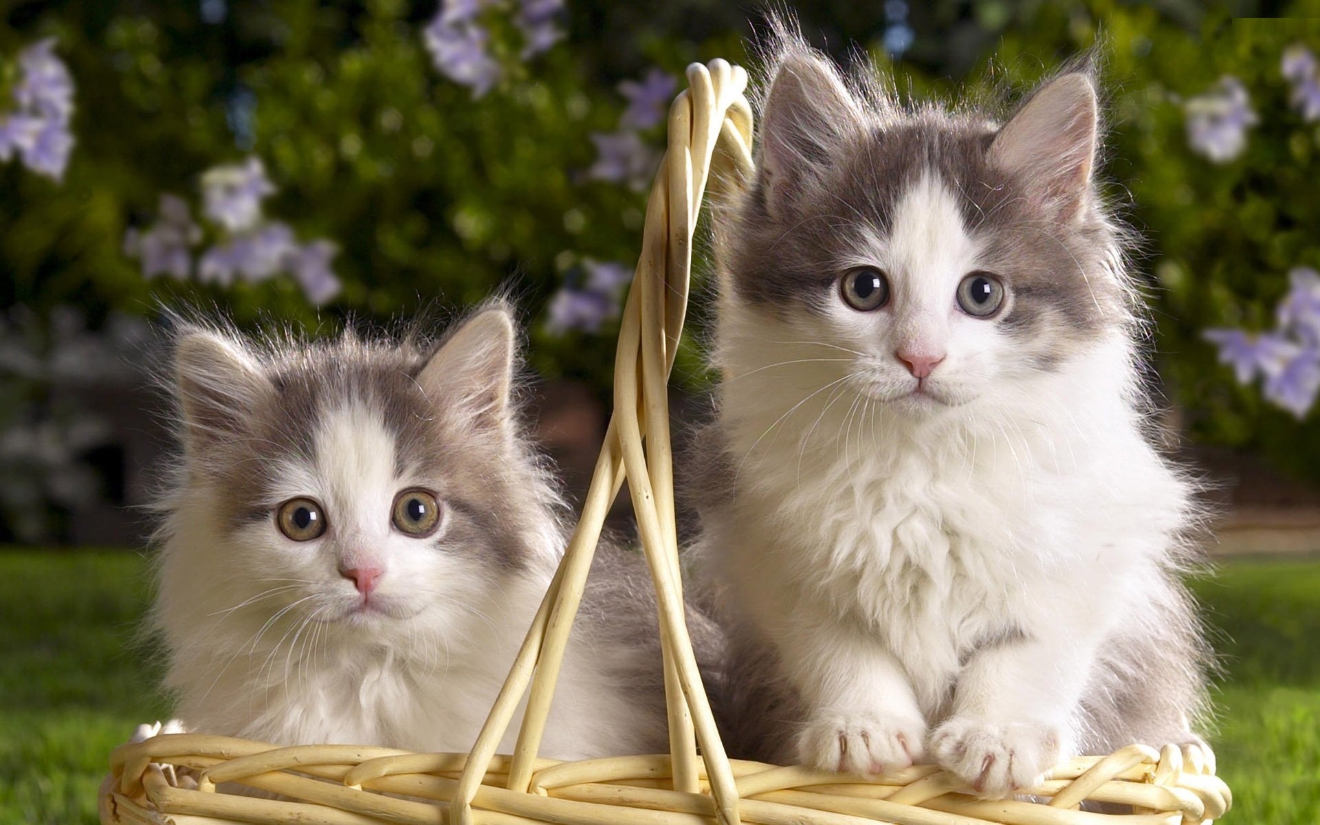 Скачать обои бесплатно Животные, Кошка, Кошки картинка на рабочий стол ПК