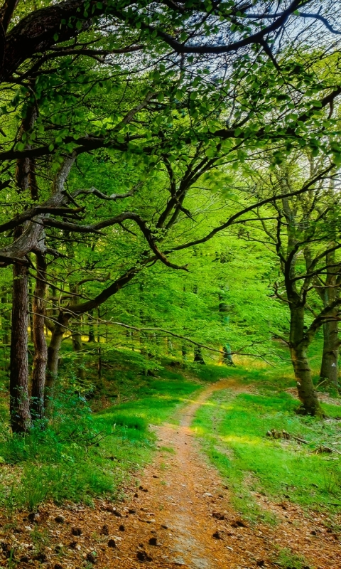 Скачать картинку Дорога, Лес, Зеленый, Дорожка, Земля/природа в телефон бесплатно.