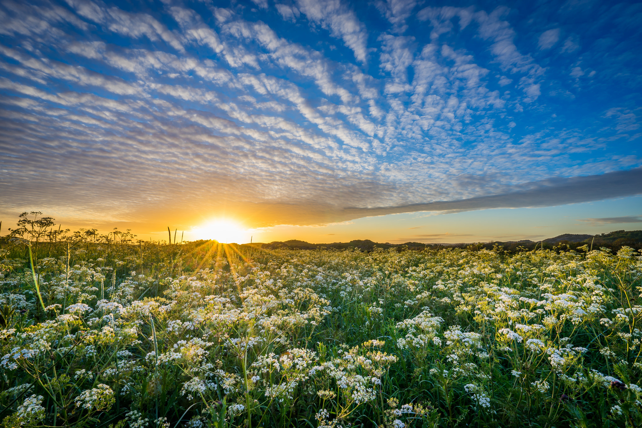 Download mobile wallpaper Nature, Sky, Flower, Sunrise, Earth, Cloud, Meadow, Sunbeam for free.