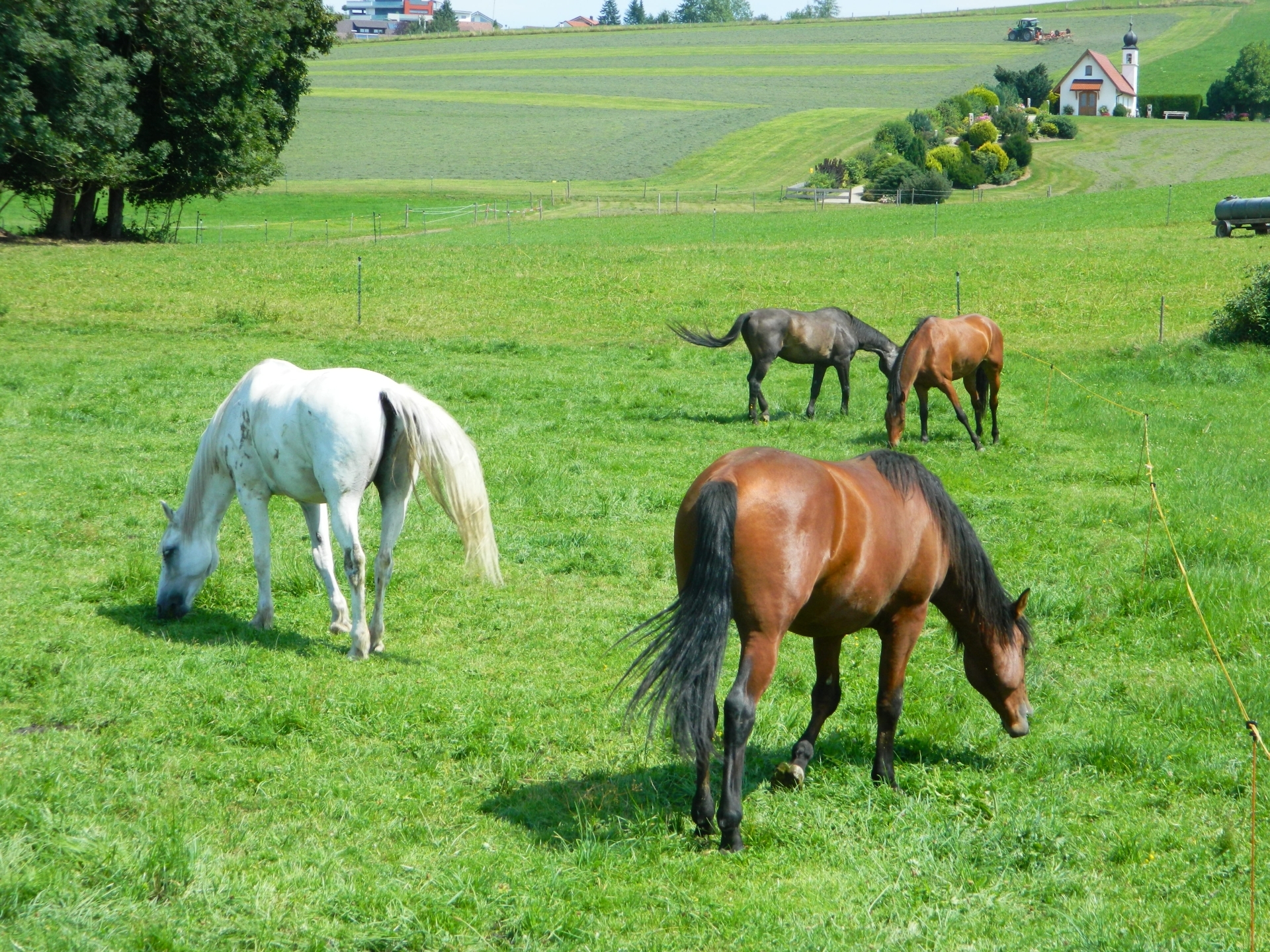 PCデスクトップに動物, 馬画像を無料でダウンロード