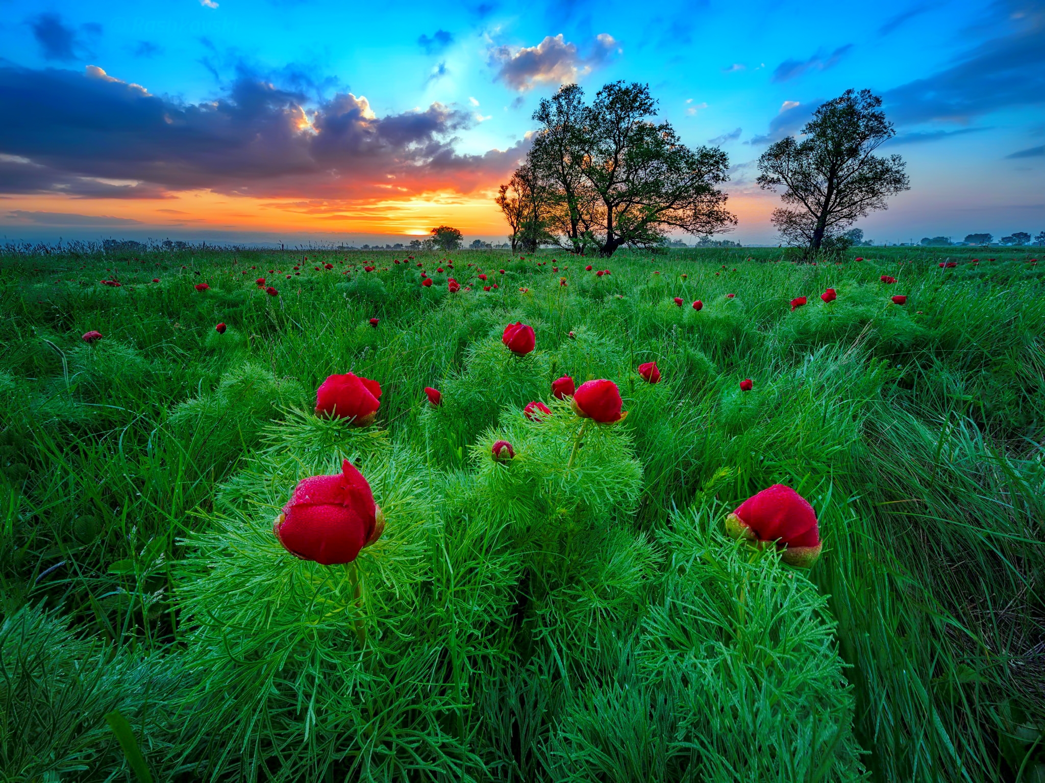 Download mobile wallpaper Sunset, Grass, Flower, Tree, Earth, Field, Red Flower for free.