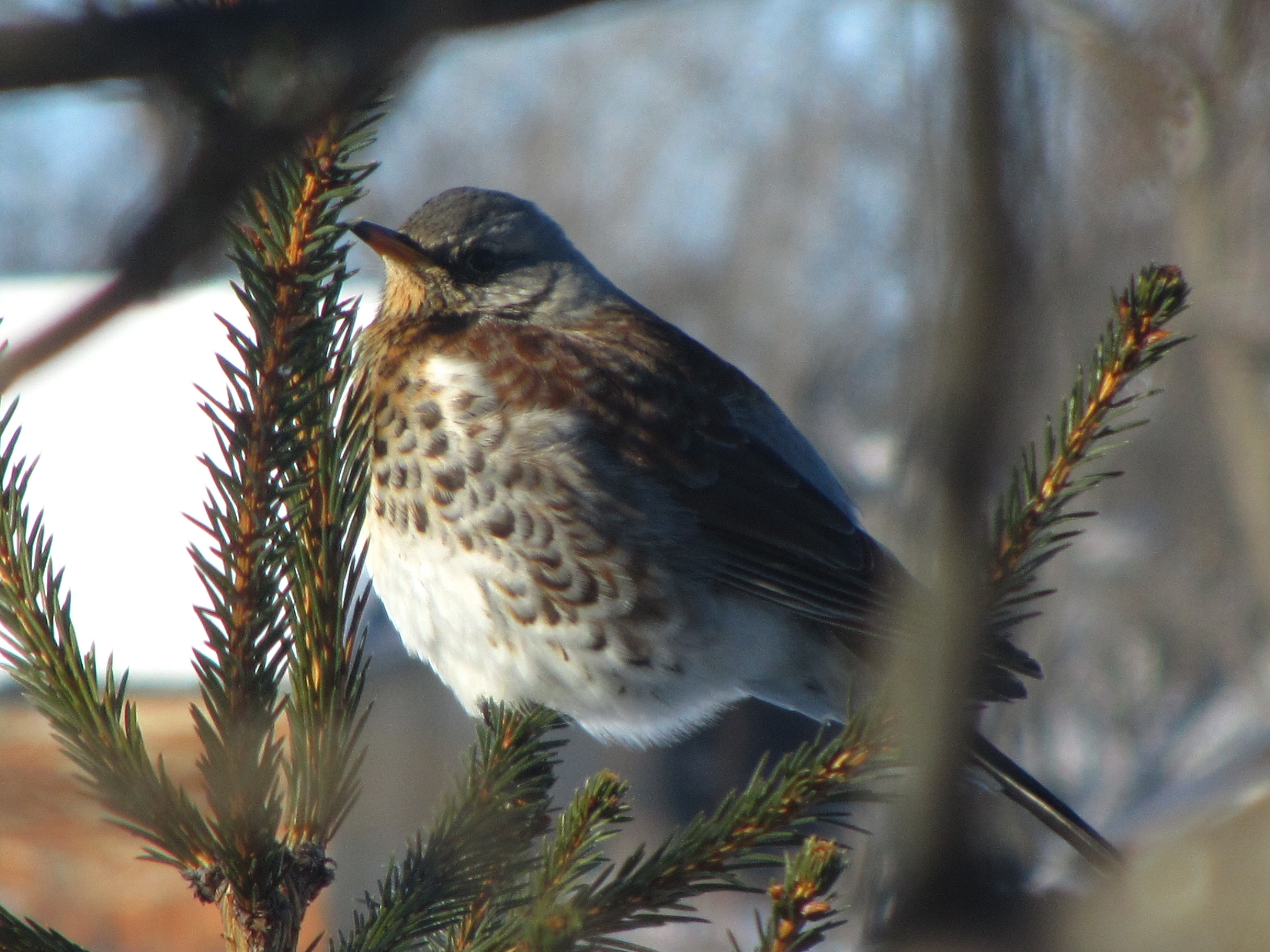 Free download wallpaper Bird, Birds, Animal on your PC desktop