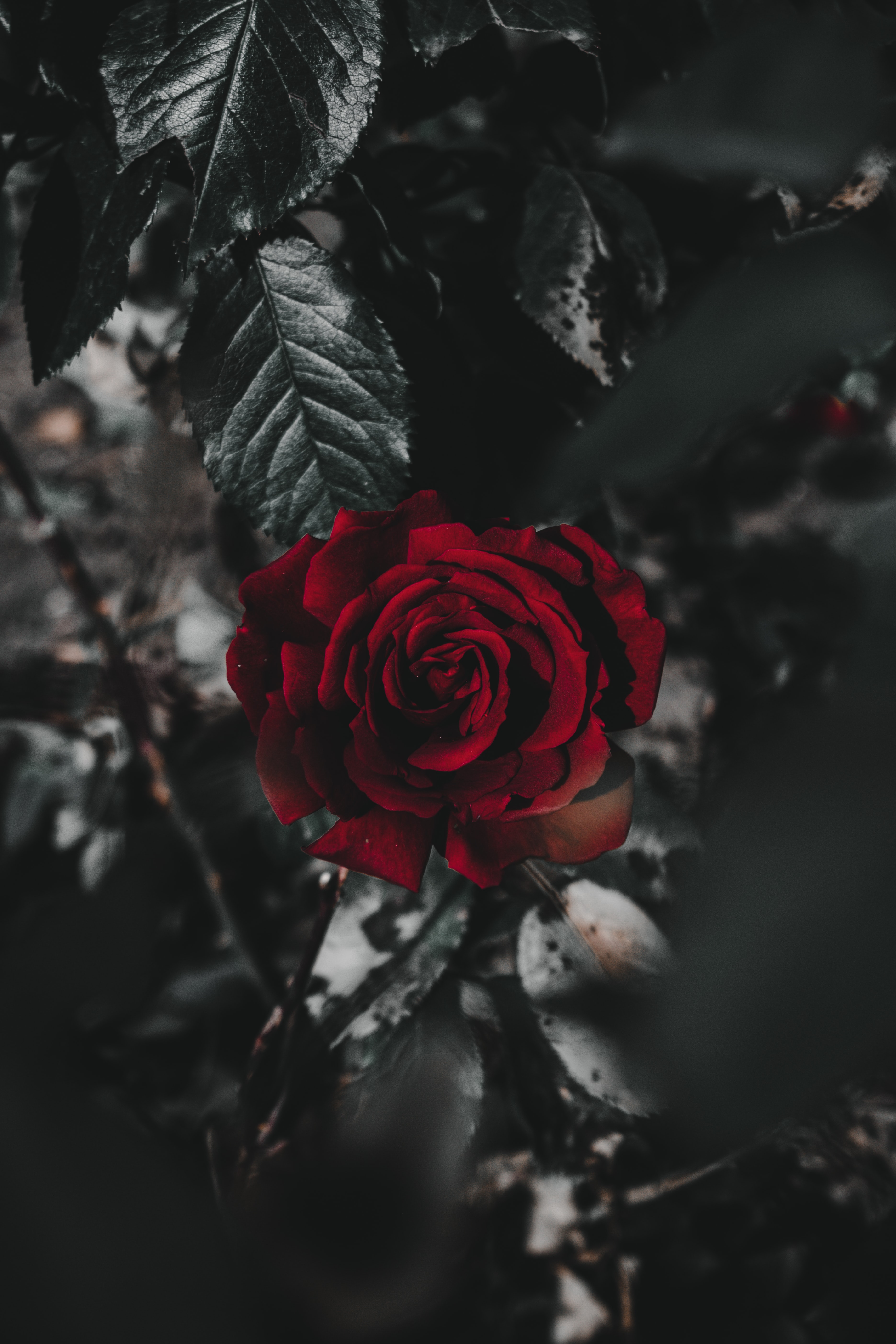 flower, rose flower, flowers, red, plant, rose, close up Full HD