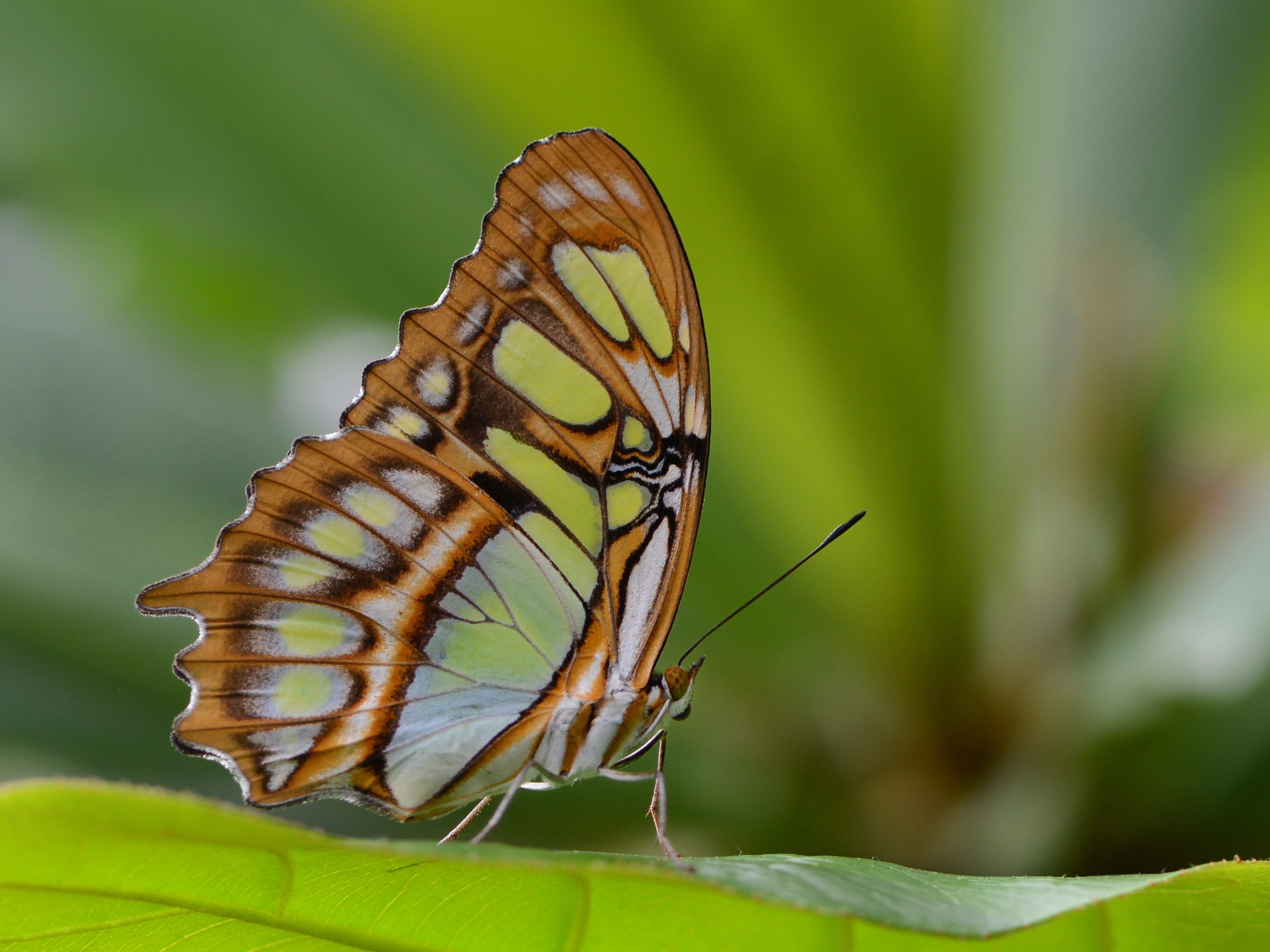 Laden Sie Malachit Schmetterling HD-Desktop-Hintergründe herunter