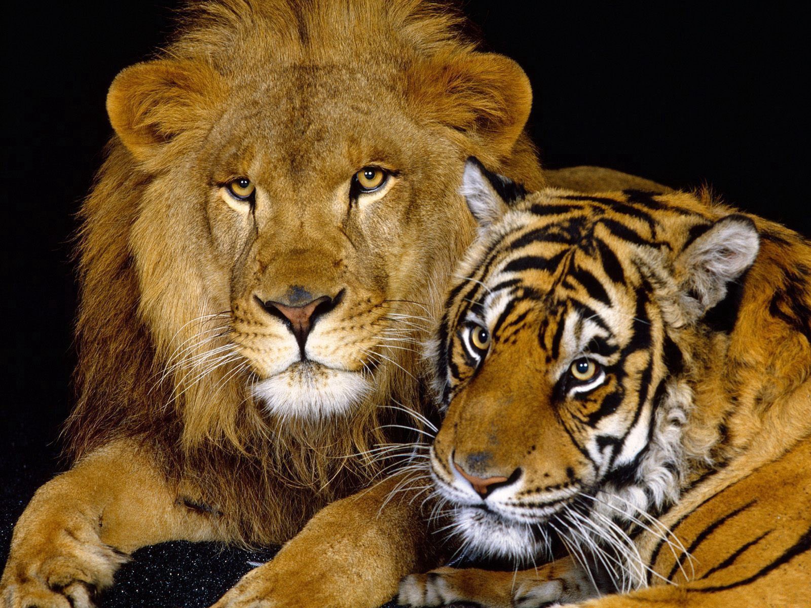 102407 скачать картинку лев, большая кошка, животные, тигр, хищники, пара, лежать - обои и заставки бесплатно