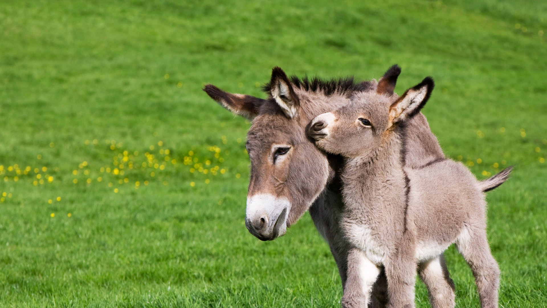 donkey, animal, baby animal, cute