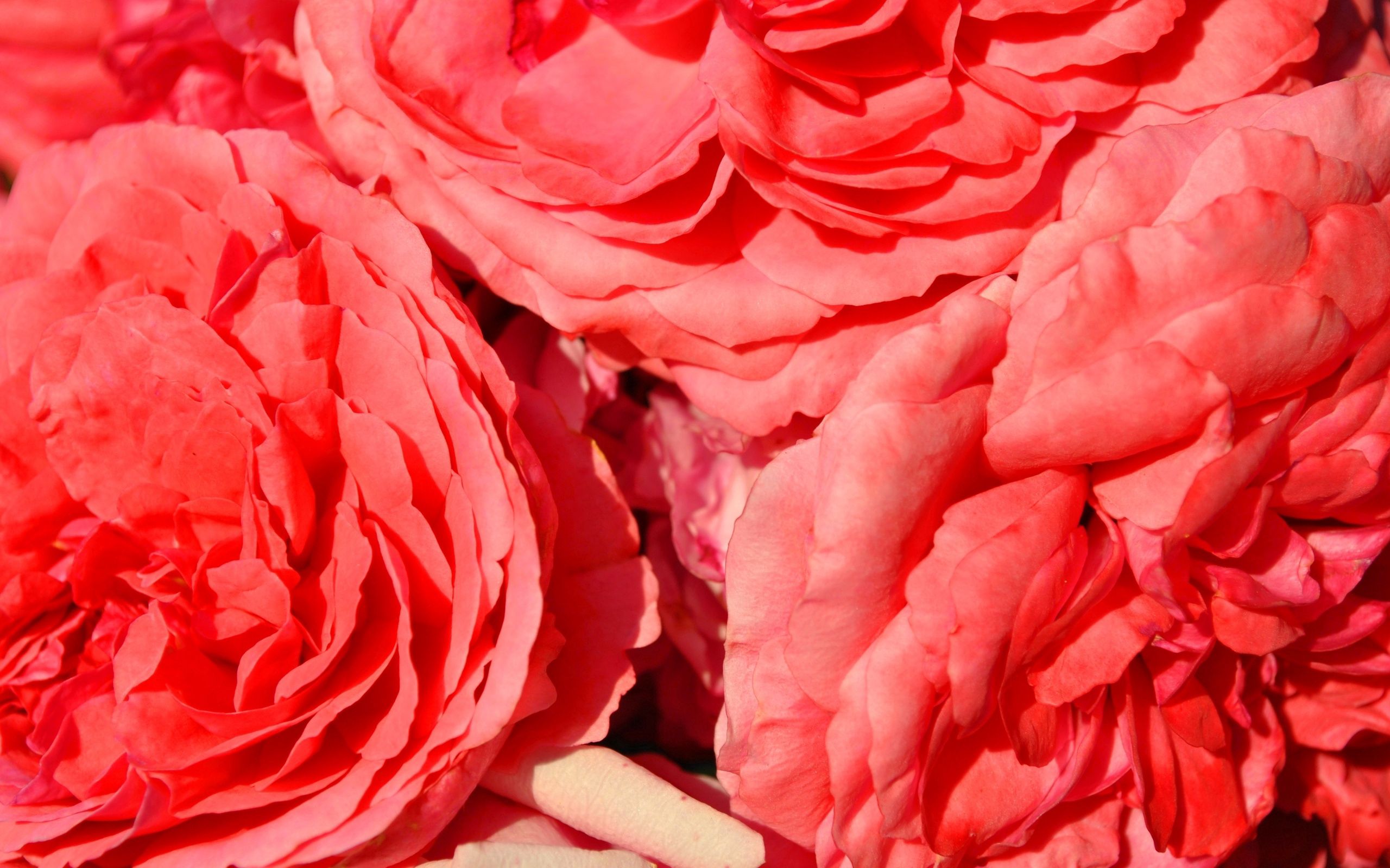 Download mobile wallpaper Petals, Flowers, Macro, Shine, Light, Bright, Roses for free.
