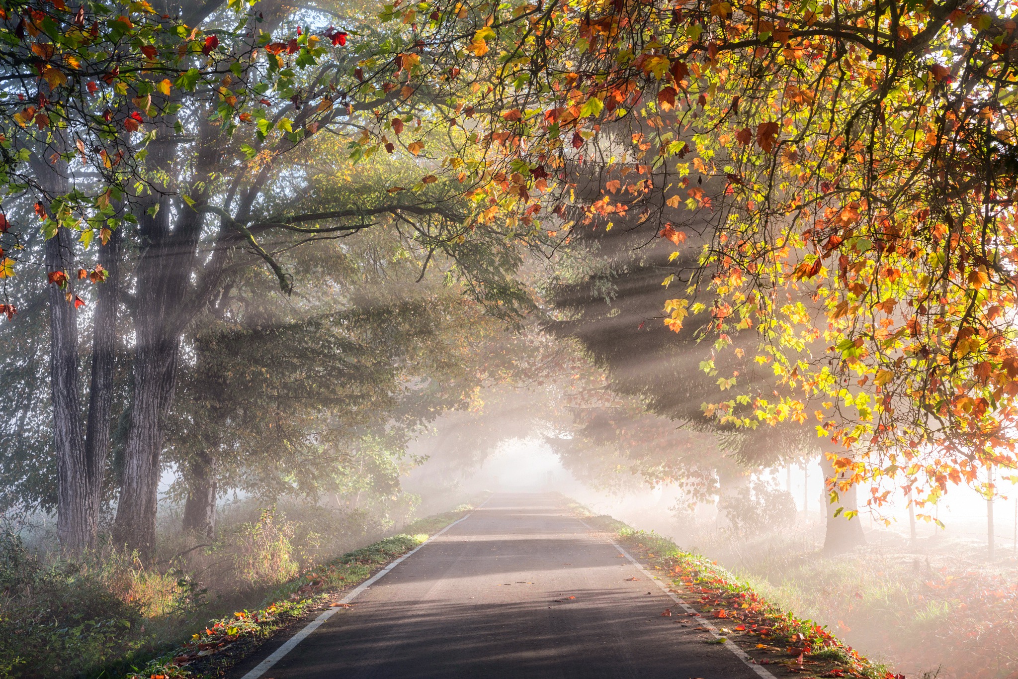 Free download wallpaper Nature, Road, Tree, Sunny, Sunbeam, Man Made on your PC desktop