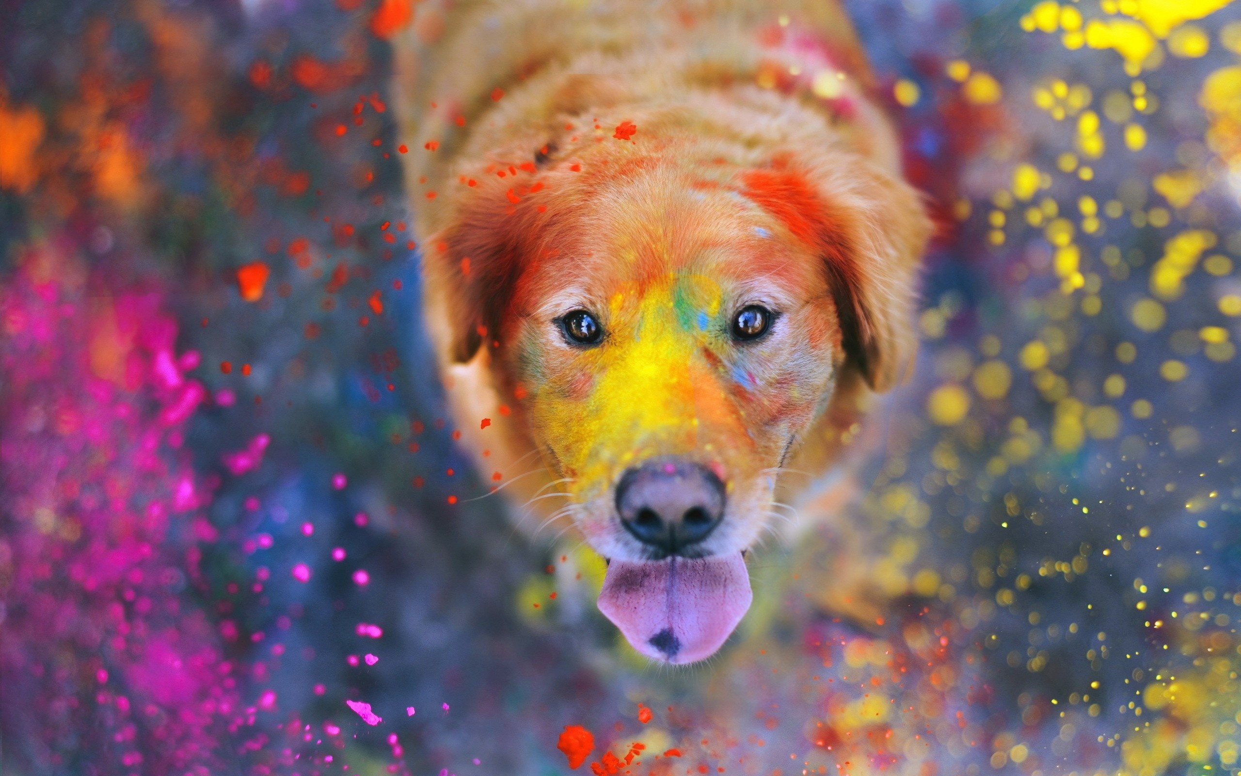 563257 скачать обои собака, золотистый ретривер, праздничные, холи, цвета - заставки и картинки бесплатно