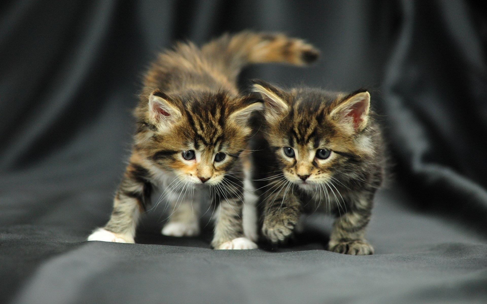 Download mobile wallpaper Cats, Cat, Animal for free.