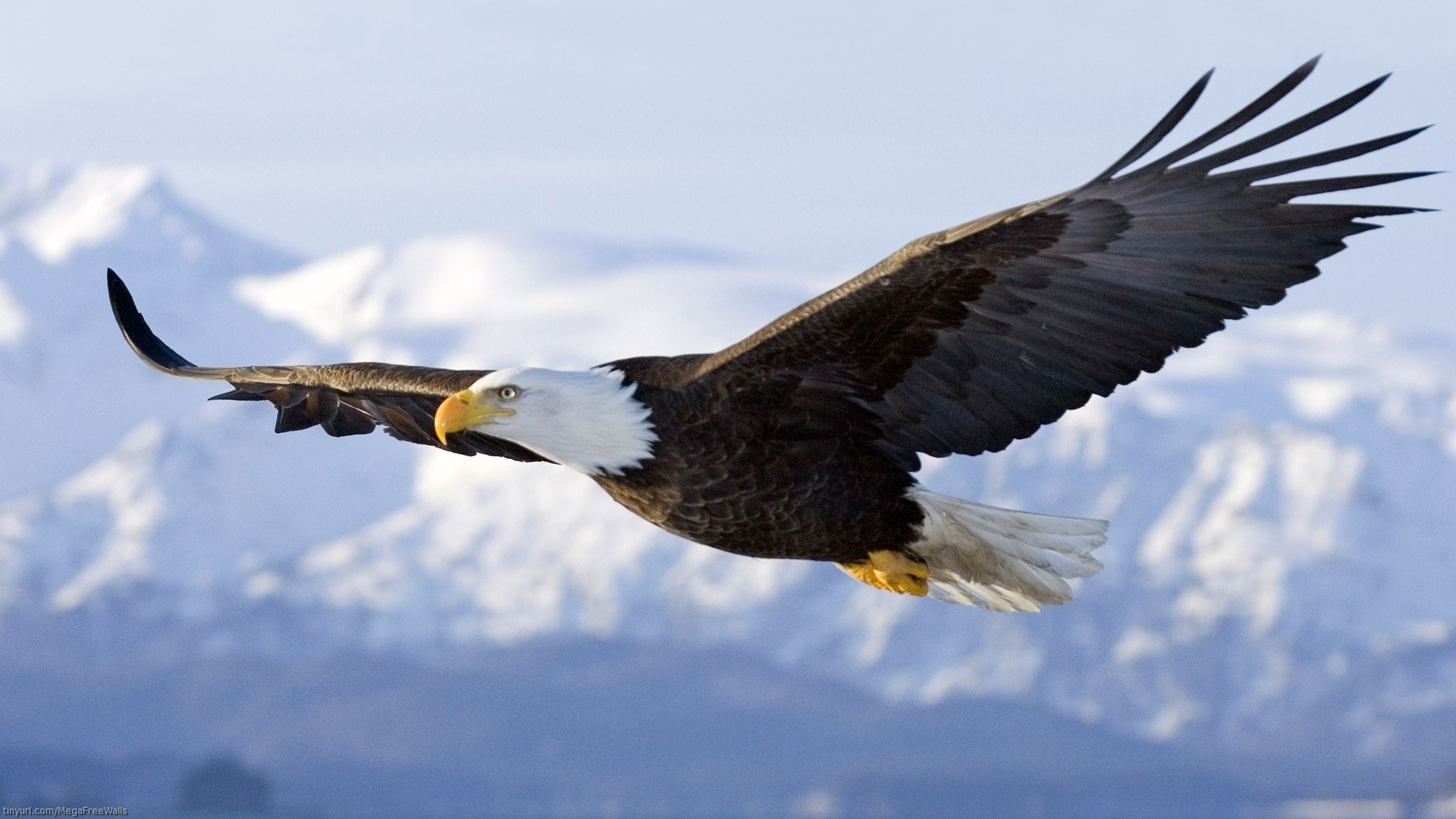 Laden Sie das Tiere, Vogel, Flug, Adler, Weißkopfseeadler-Bild kostenlos auf Ihren PC-Desktop herunter
