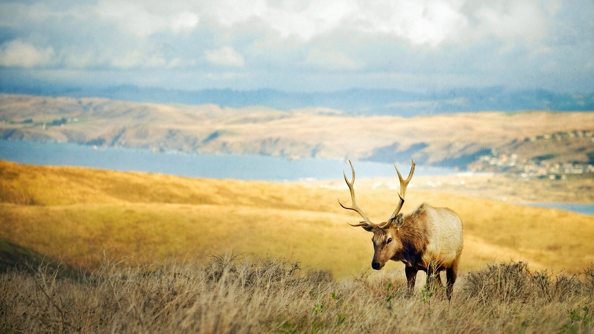 Laden Sie das Tiere, Hirsch-Bild kostenlos auf Ihren PC-Desktop herunter