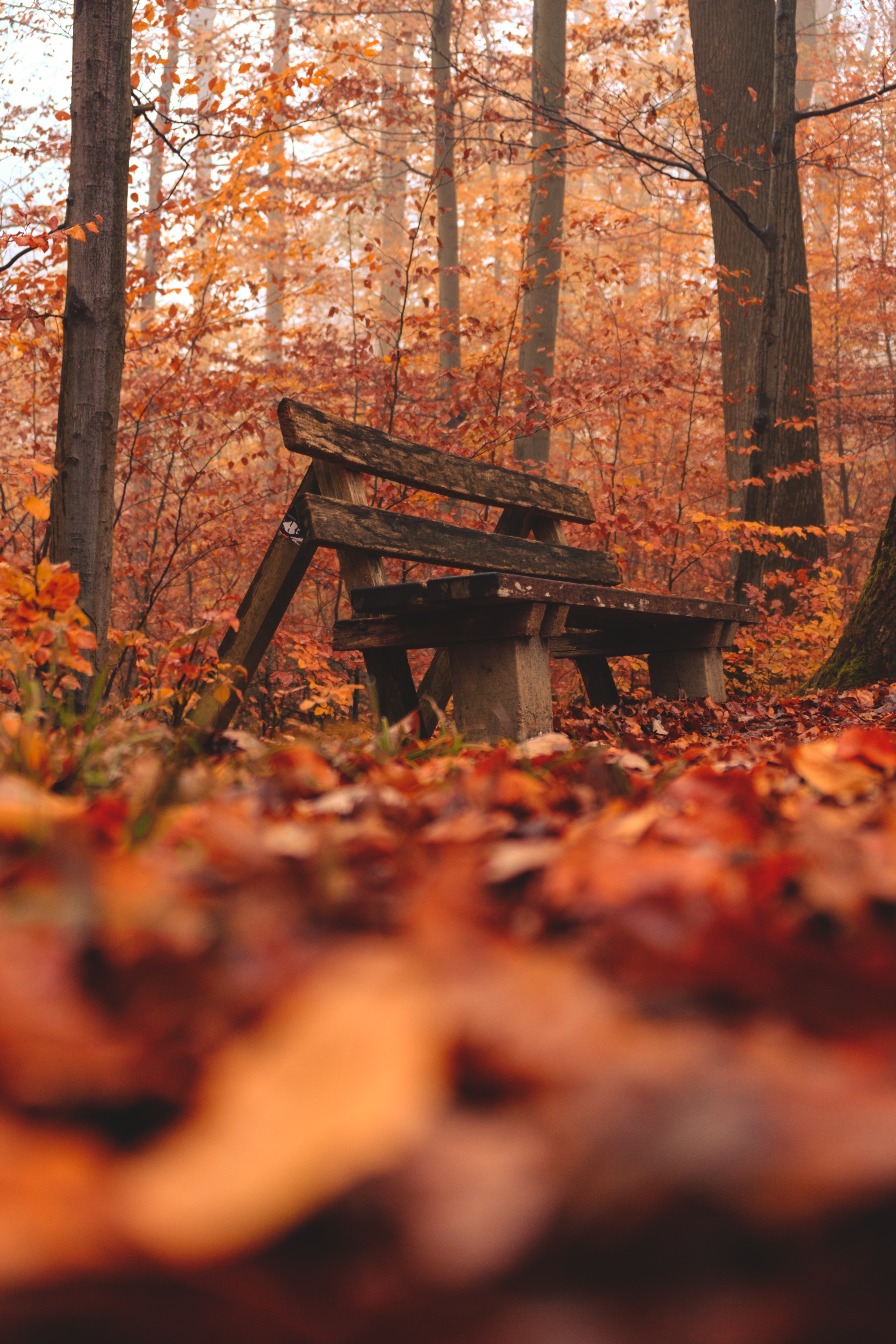 Download mobile wallpaper Autumn, Nature, Forest, Bench for free.