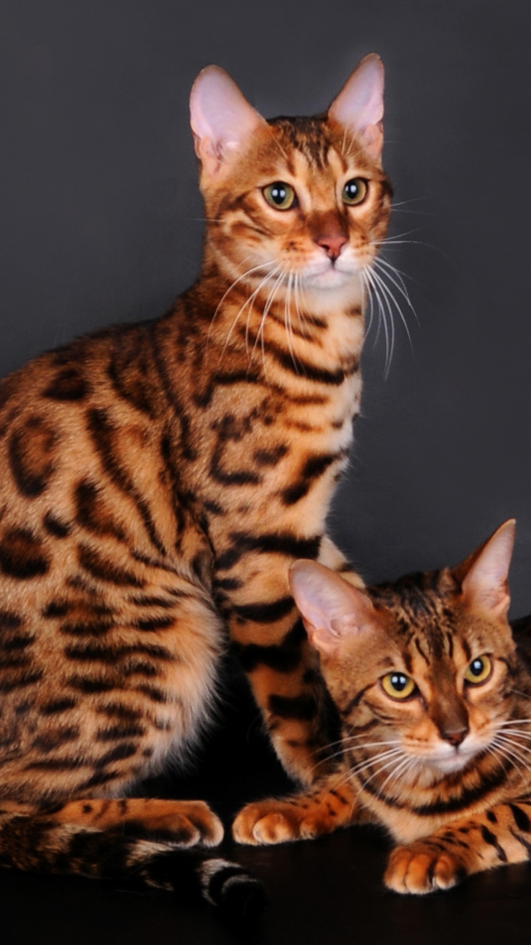 Download mobile wallpaper Cats, Cat, Animal, Bengal Cat for free.