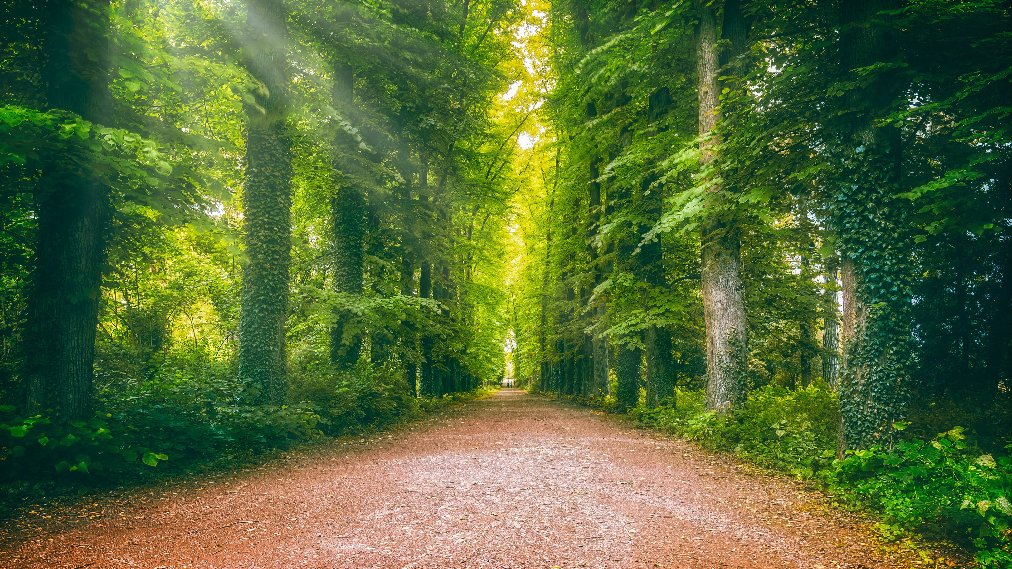 man made, road, forest, greenery, ivy, trunk