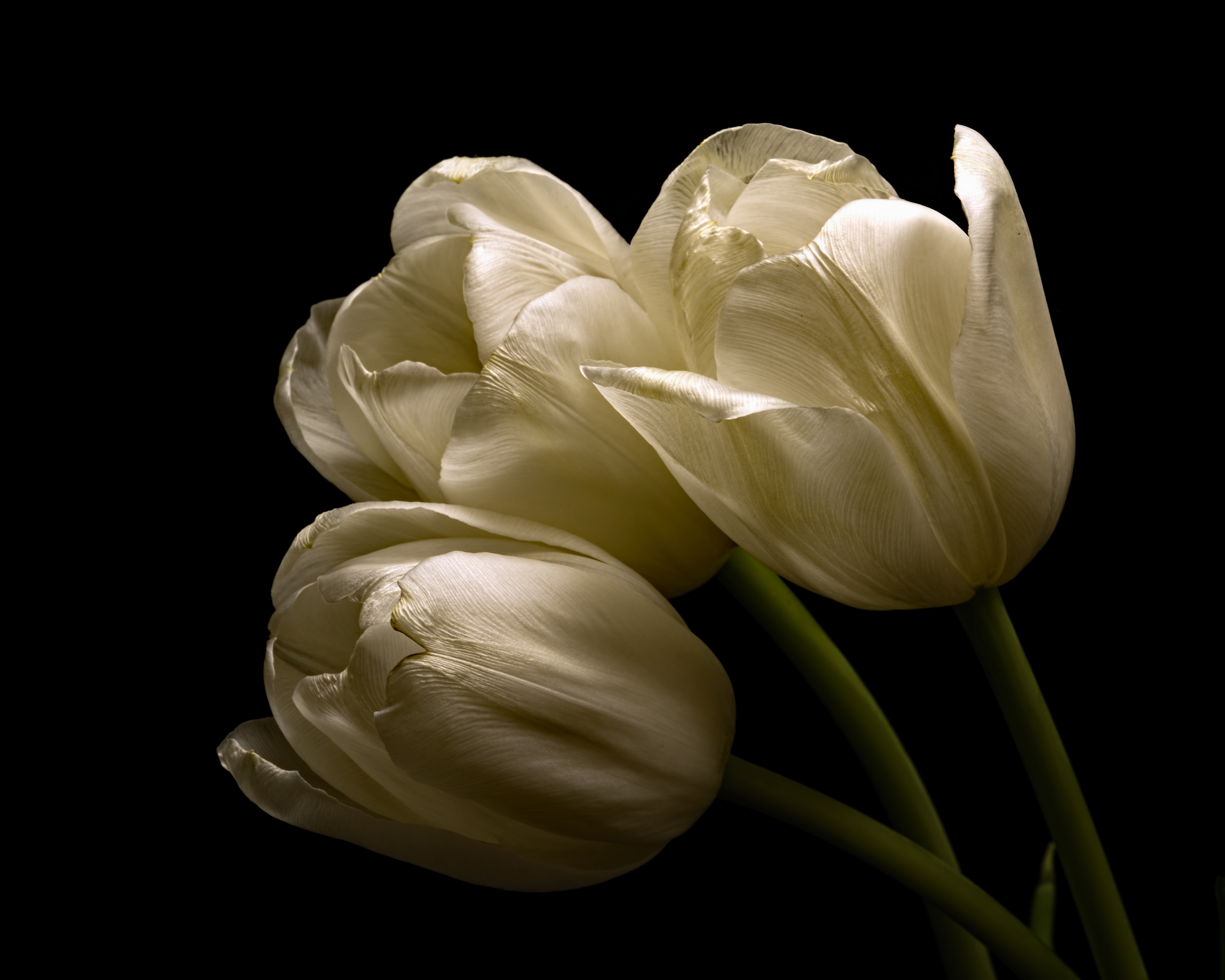 Завантажити шпалери безкоштовно Квітка, Земля, Тюльпан, Біла Квітка, Флауерзи картинка на робочий стіл ПК