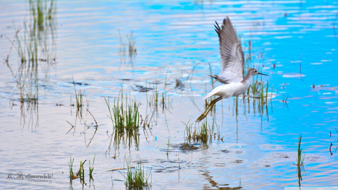 PCデスクトップに鳥, 動物画像を無料でダウンロード