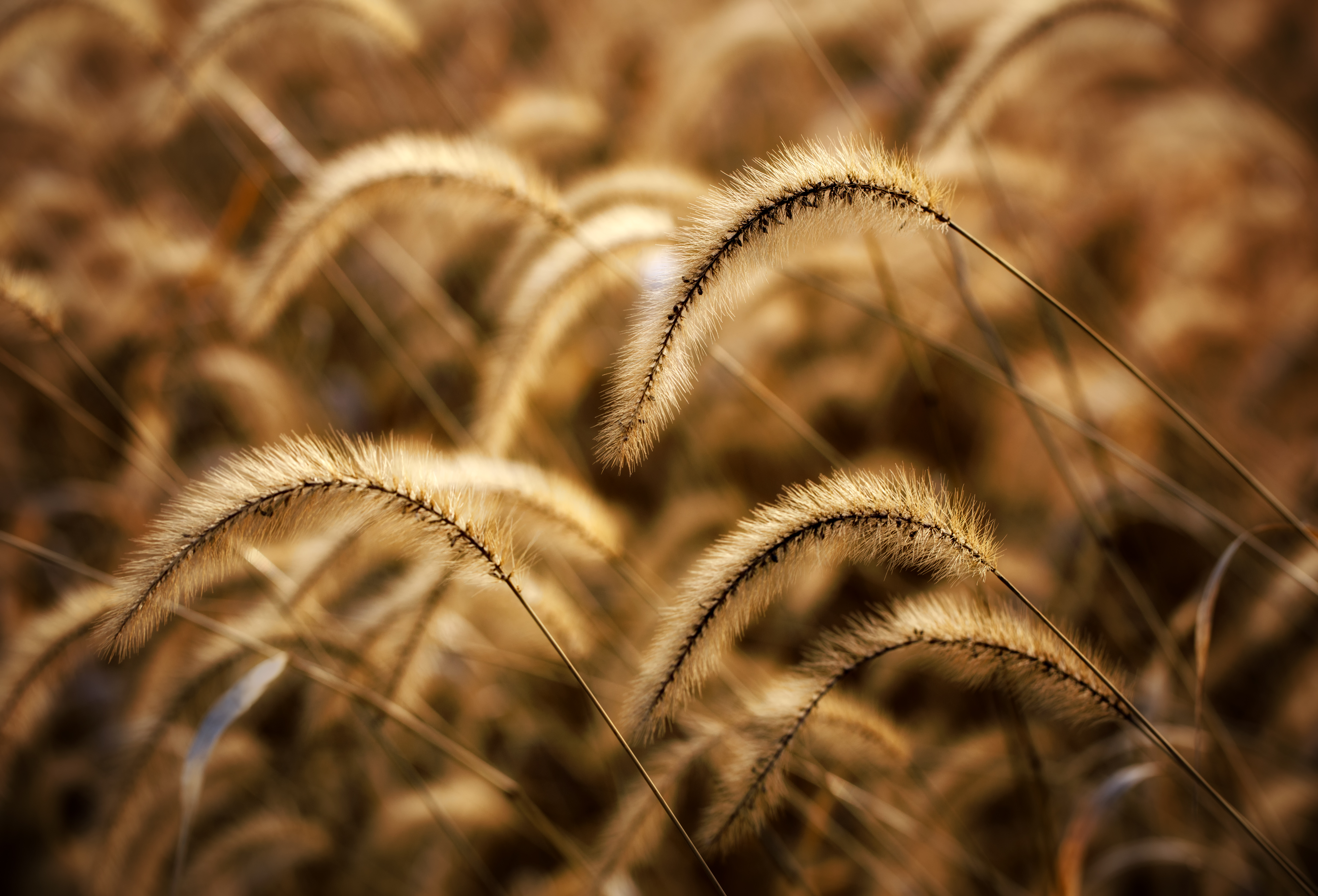 Free download wallpaper Nature, Grass, Field, Ears, Dry, Spikes, Meadow on your PC desktop