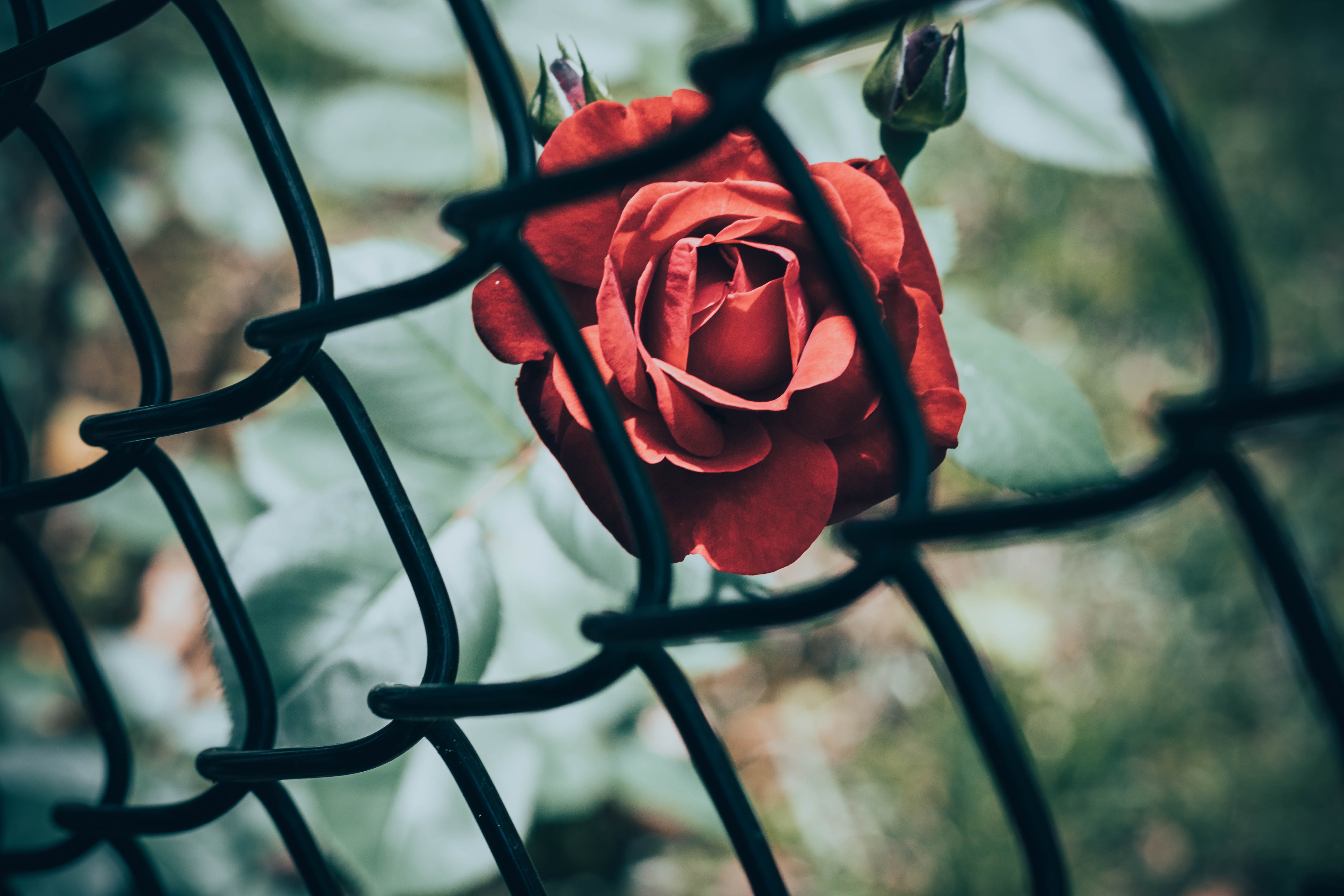 Download mobile wallpaper Rose, Flowers, Flower, Rose Flower, Grid for free.