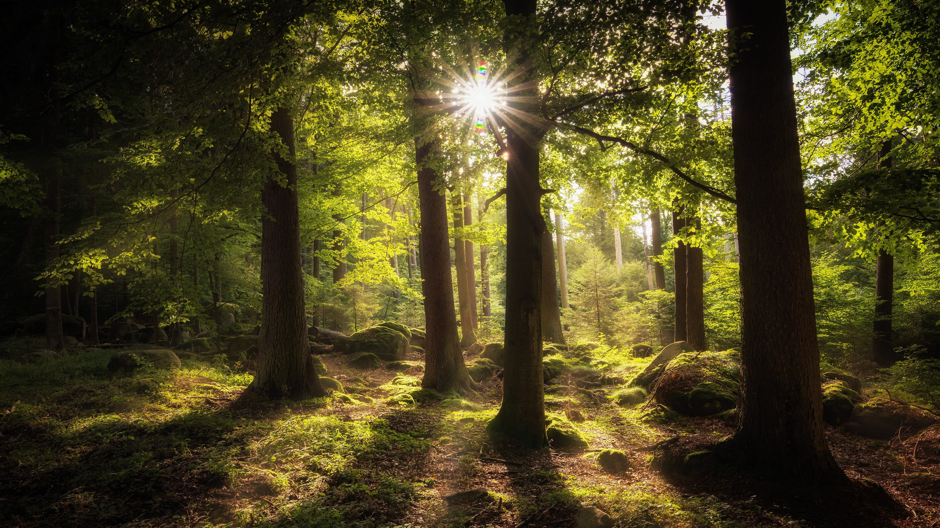 Download mobile wallpaper Sun, Forest, Earth, Stone, Moss, Trunk, Sunbeam for free.