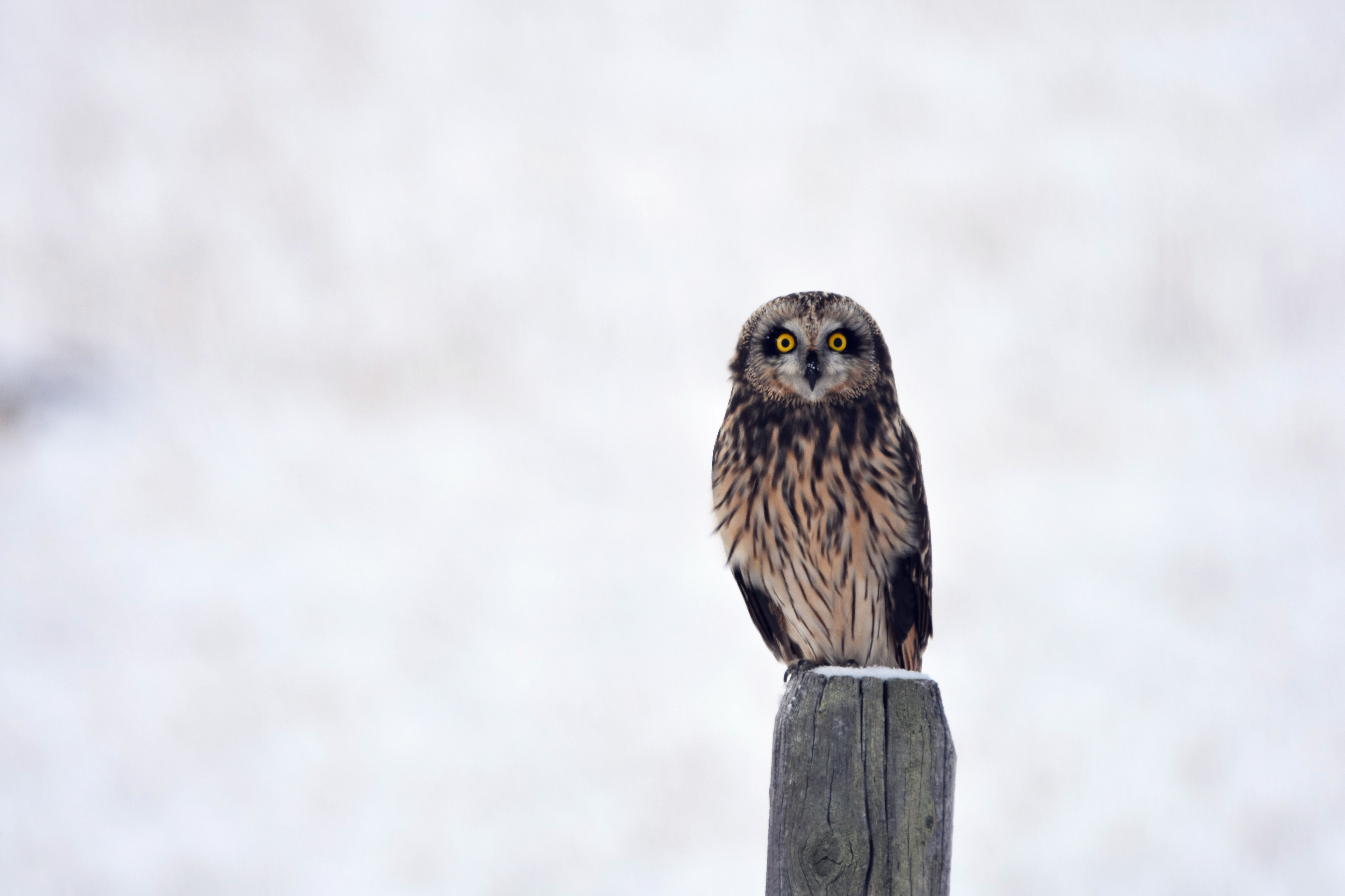 owl, animals, bird, predator, sight, opinion, stump