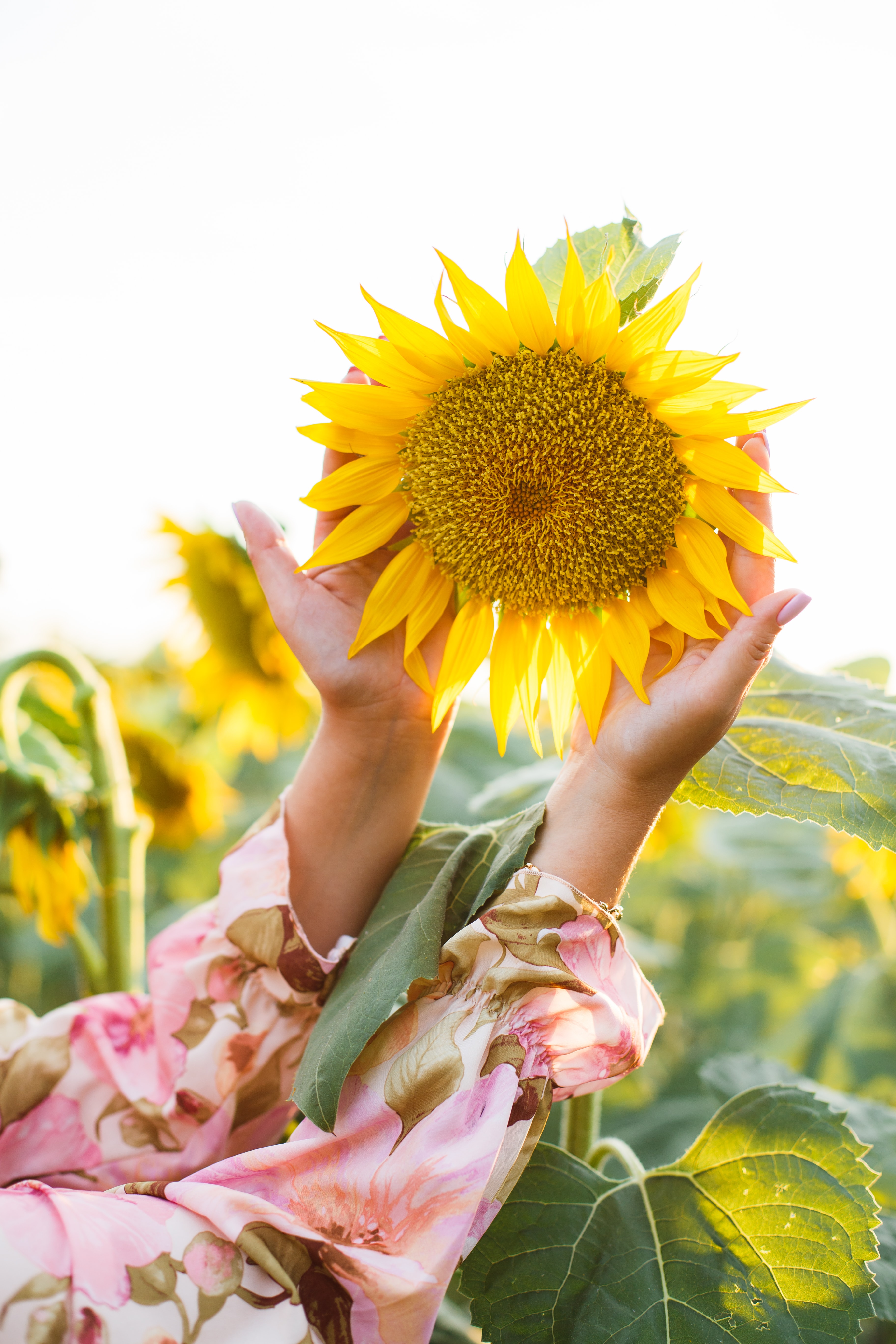 Free download wallpaper Sunflower, Flower, Hands, Flowers, Petals on your PC desktop