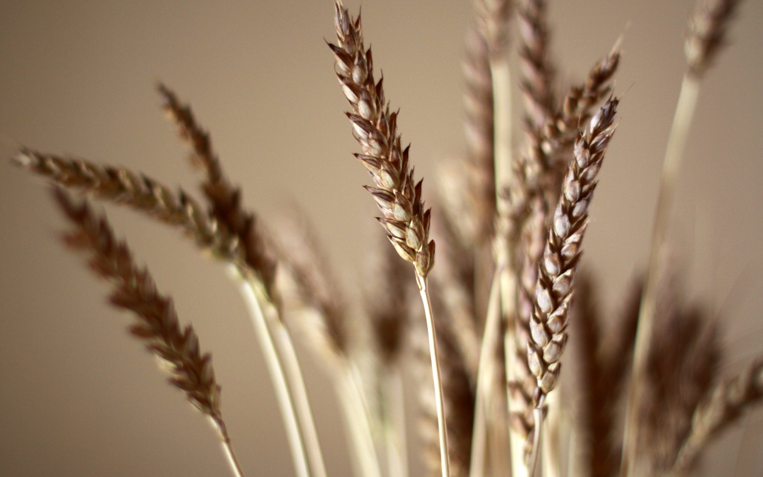 Download mobile wallpaper Wheat, Earth for free.