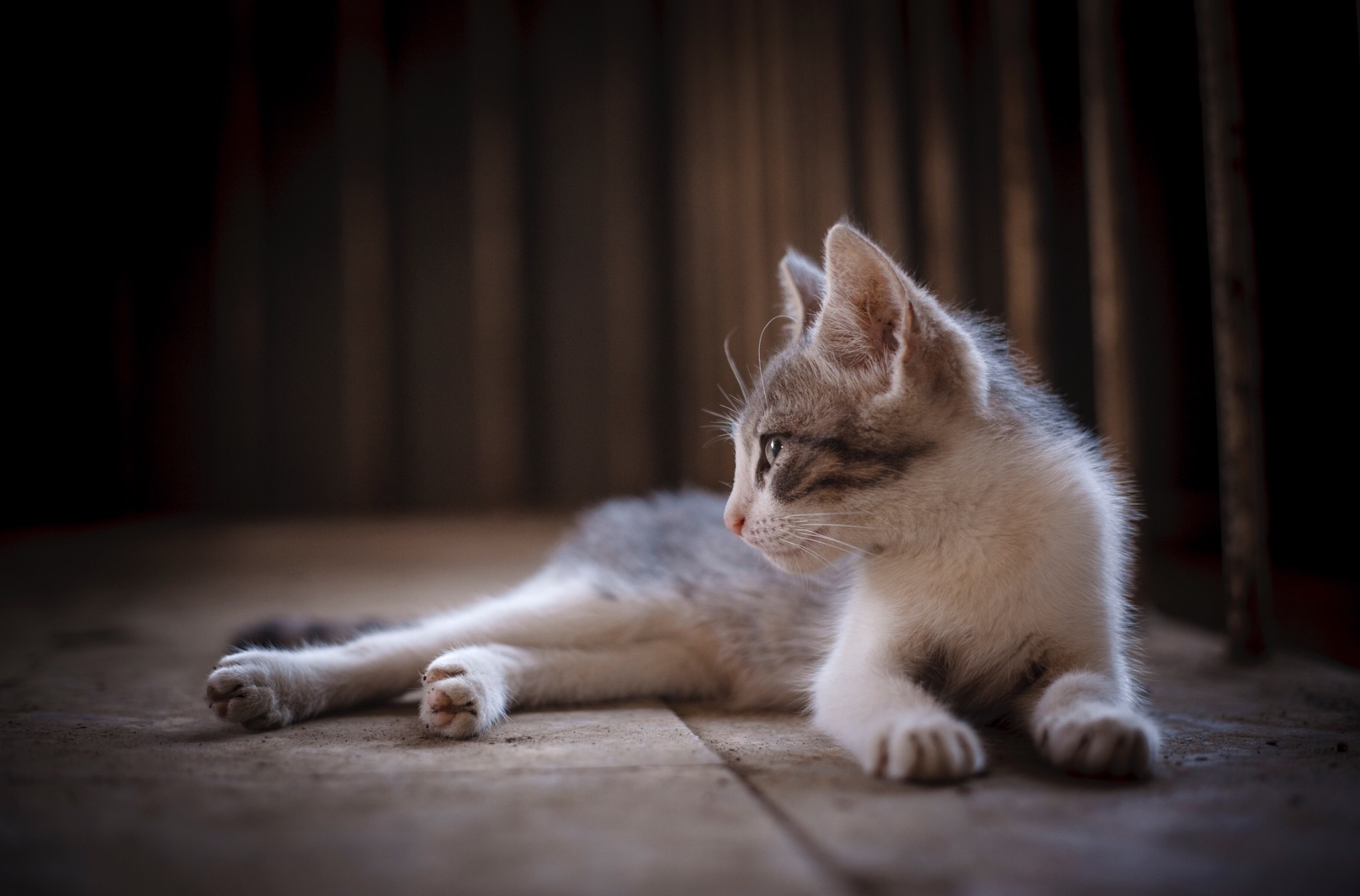 Free download wallpaper Cats, Cat, Animal, Lying Down, Depth Of Field on your PC desktop