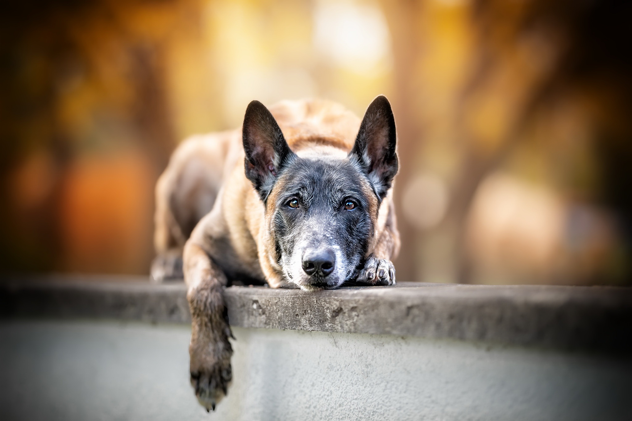 PCデスクトップに動物, 犬, オーストラリアン・キャトル・ドッグ画像を無料でダウンロード