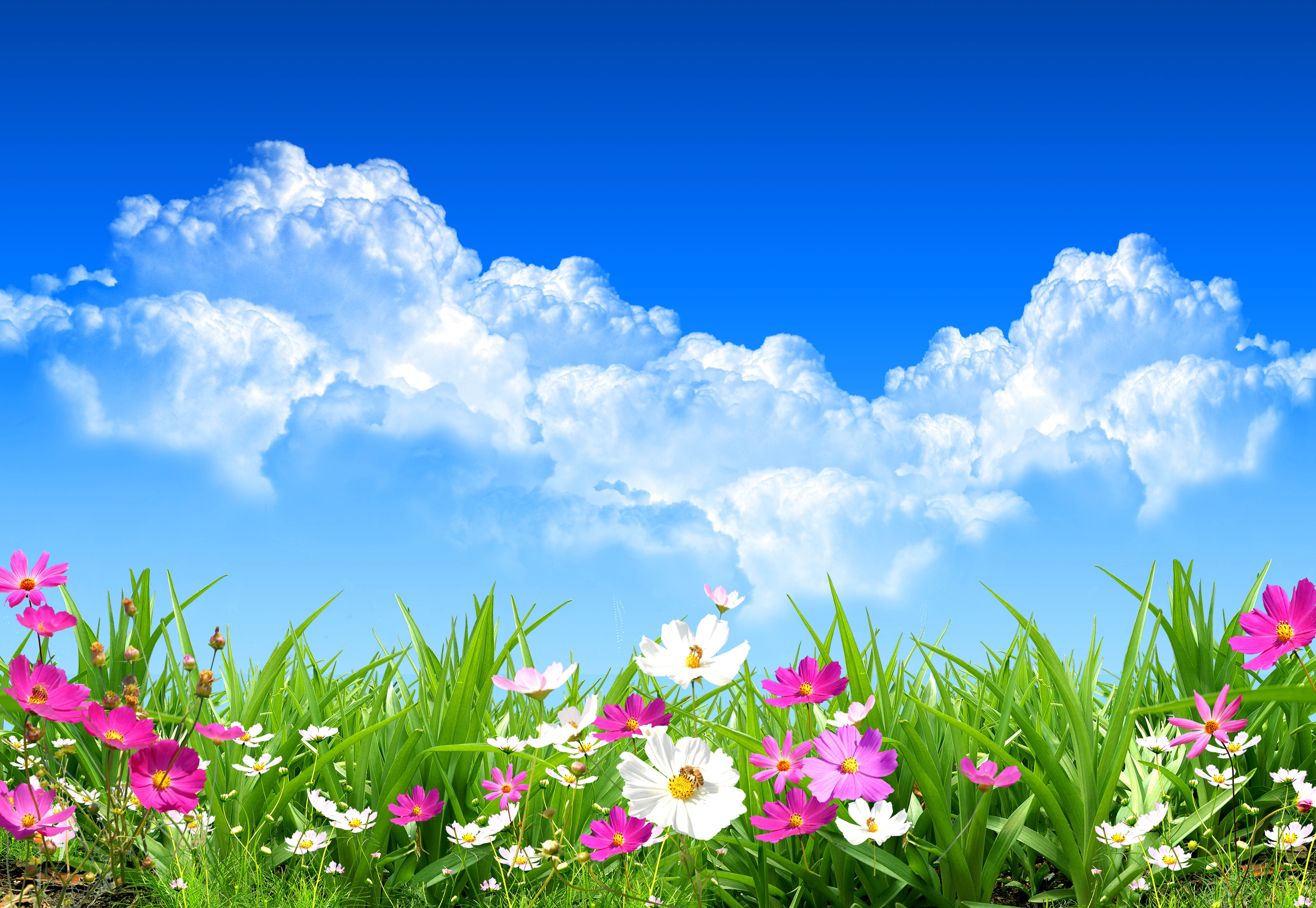 Download mobile wallpaper Grass, Spring, Artistic, Cloud, Cosmos for free.