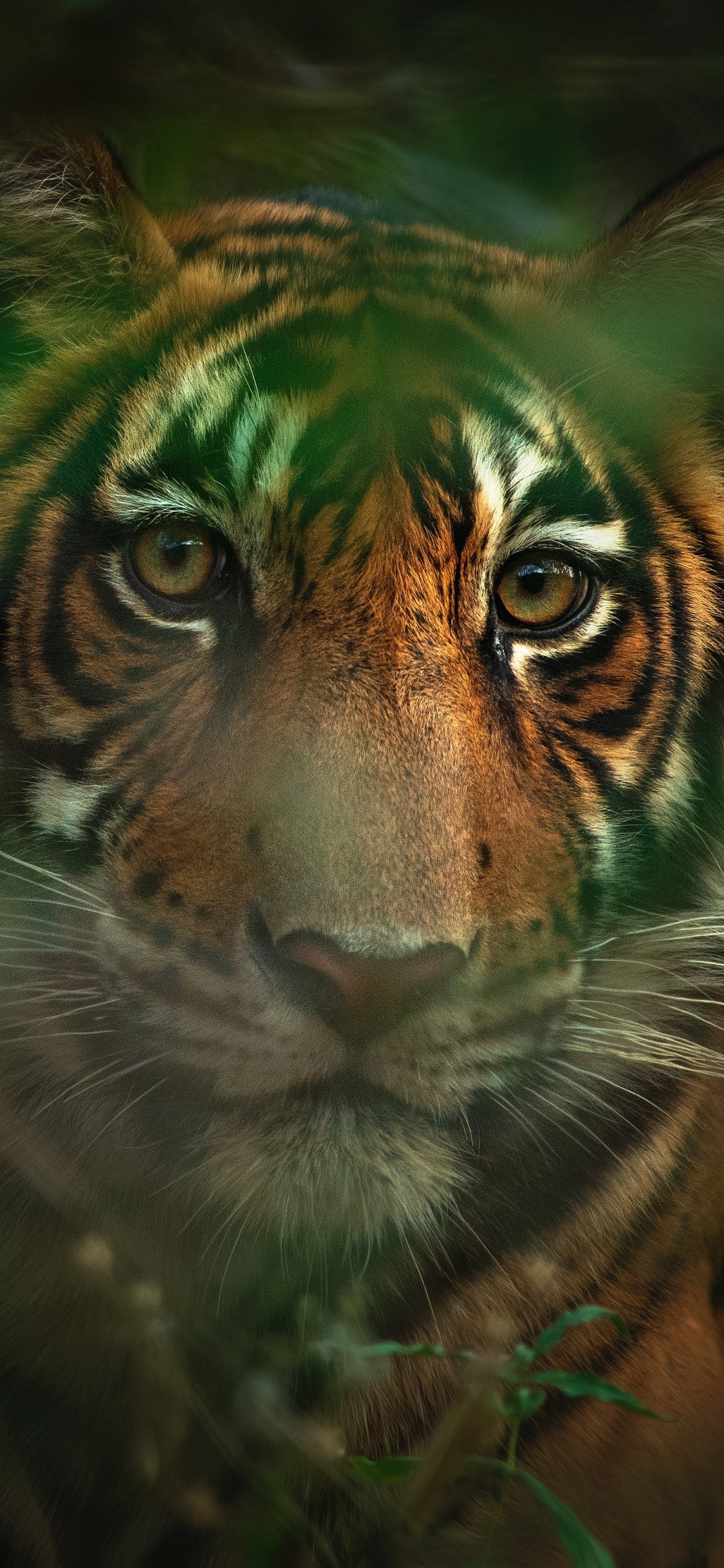 Download mobile wallpaper Cats, Tiger, Animal for free.