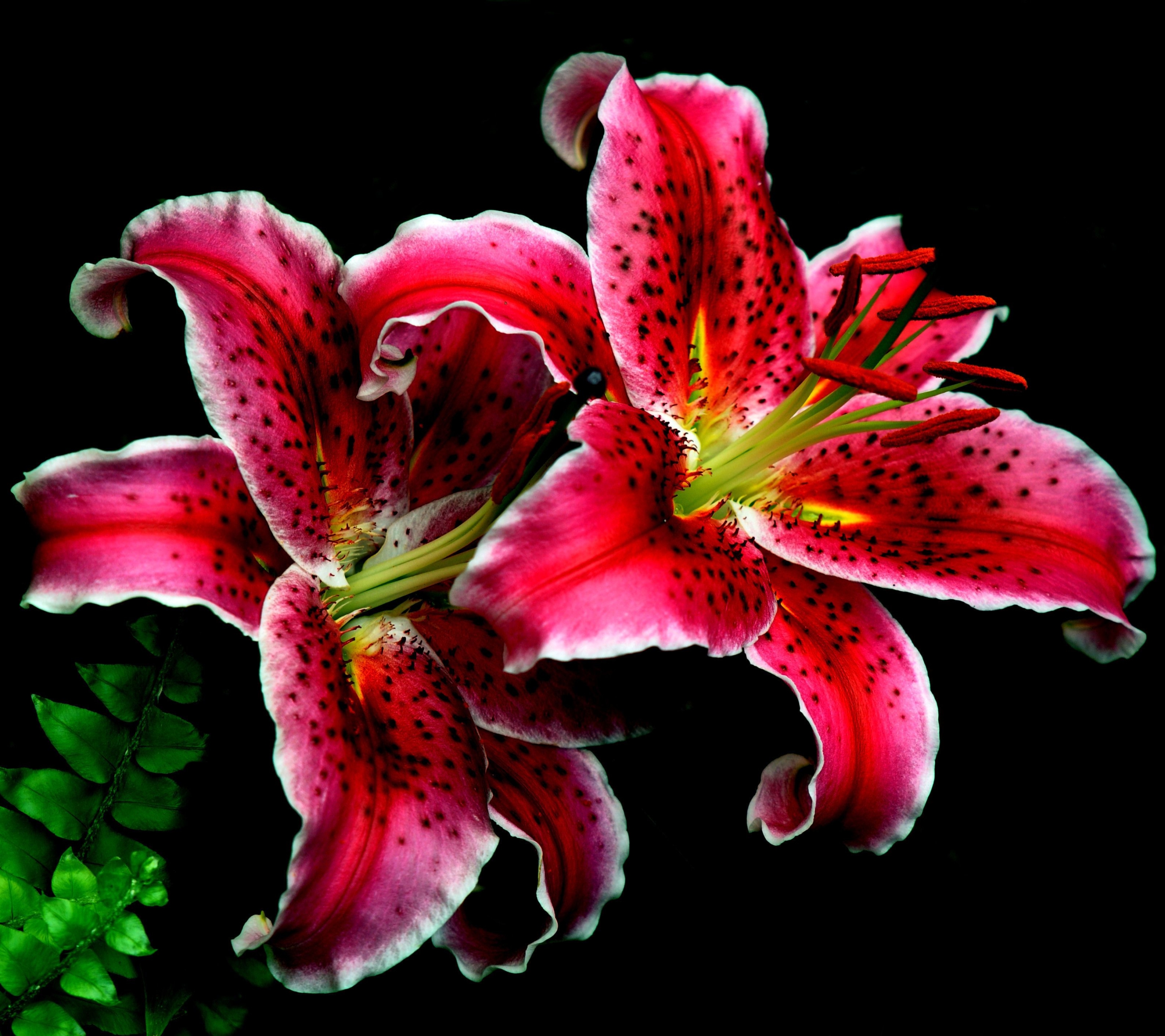 Laden Sie das Blumen, Blume, Erde, Lilie, Erde/natur, Pinke Blume-Bild kostenlos auf Ihren PC-Desktop herunter