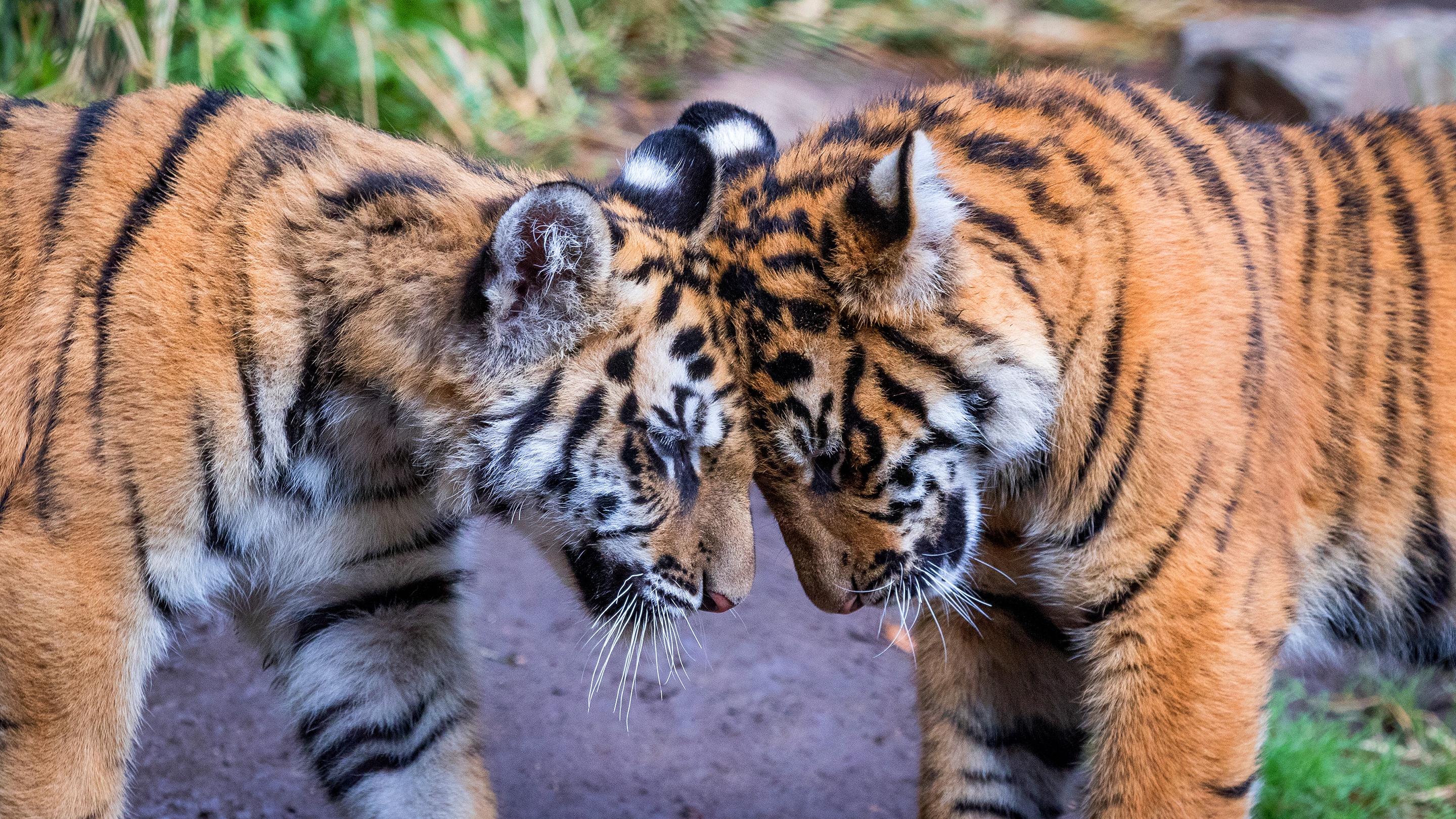 Download mobile wallpaper Cats, Tiger, Animal, Baby Animal, Cub for free.