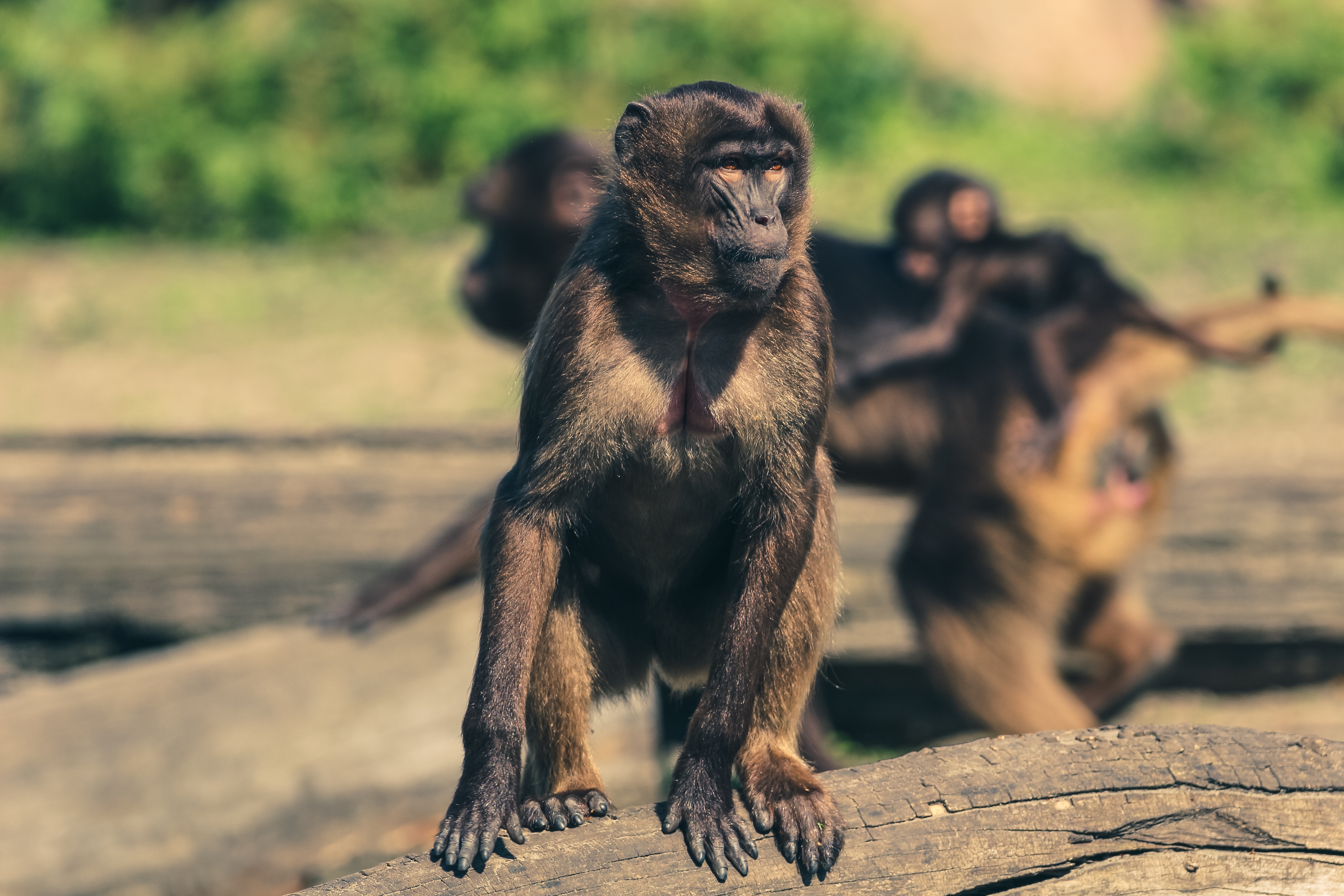 76454 baixar papel de parede animais, um macaco, macaco, sagüi, jardim zoológico - protetores de tela e imagens gratuitamente