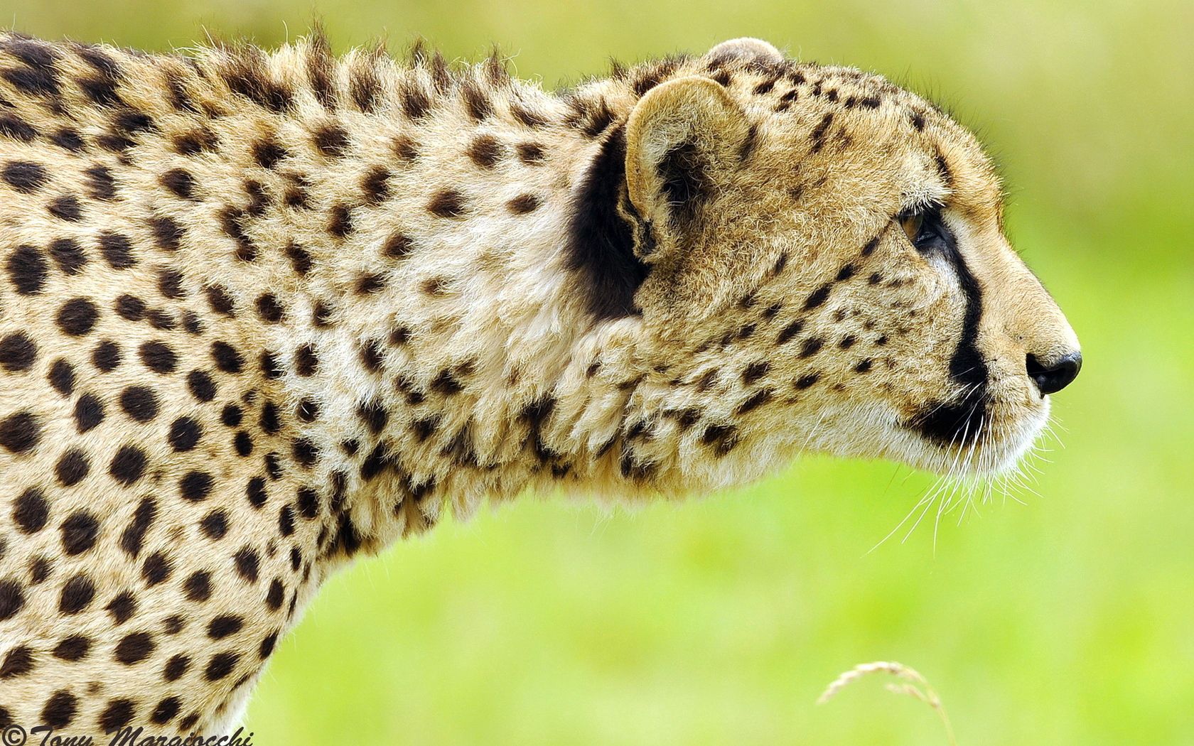 Download mobile wallpaper Spotted, Spotty, Muzzle, Predator, Big Cat, Animals, Cheetah for free.