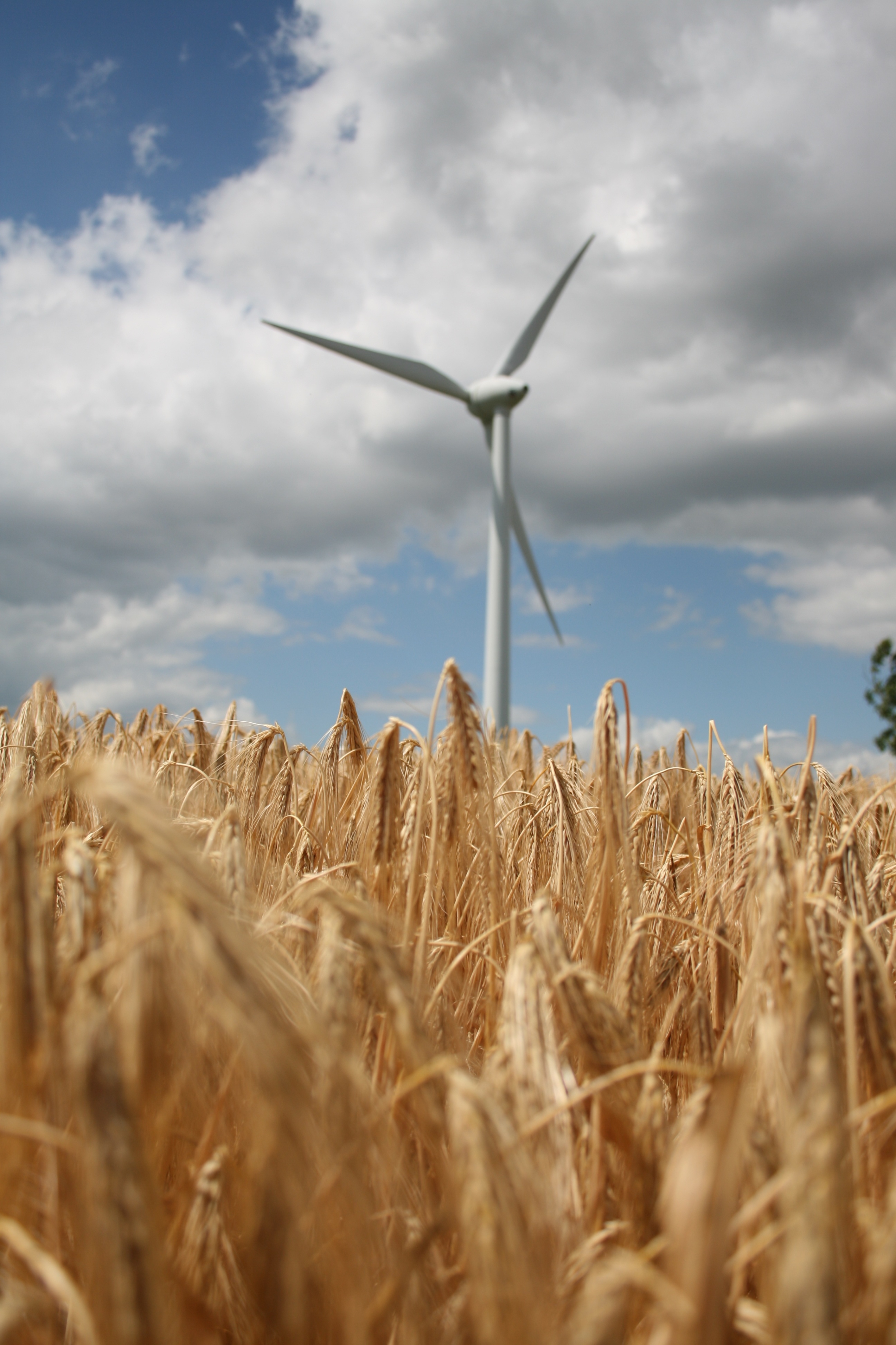 wheat, nature, cones, field, spikelets, wind power plant, turbine