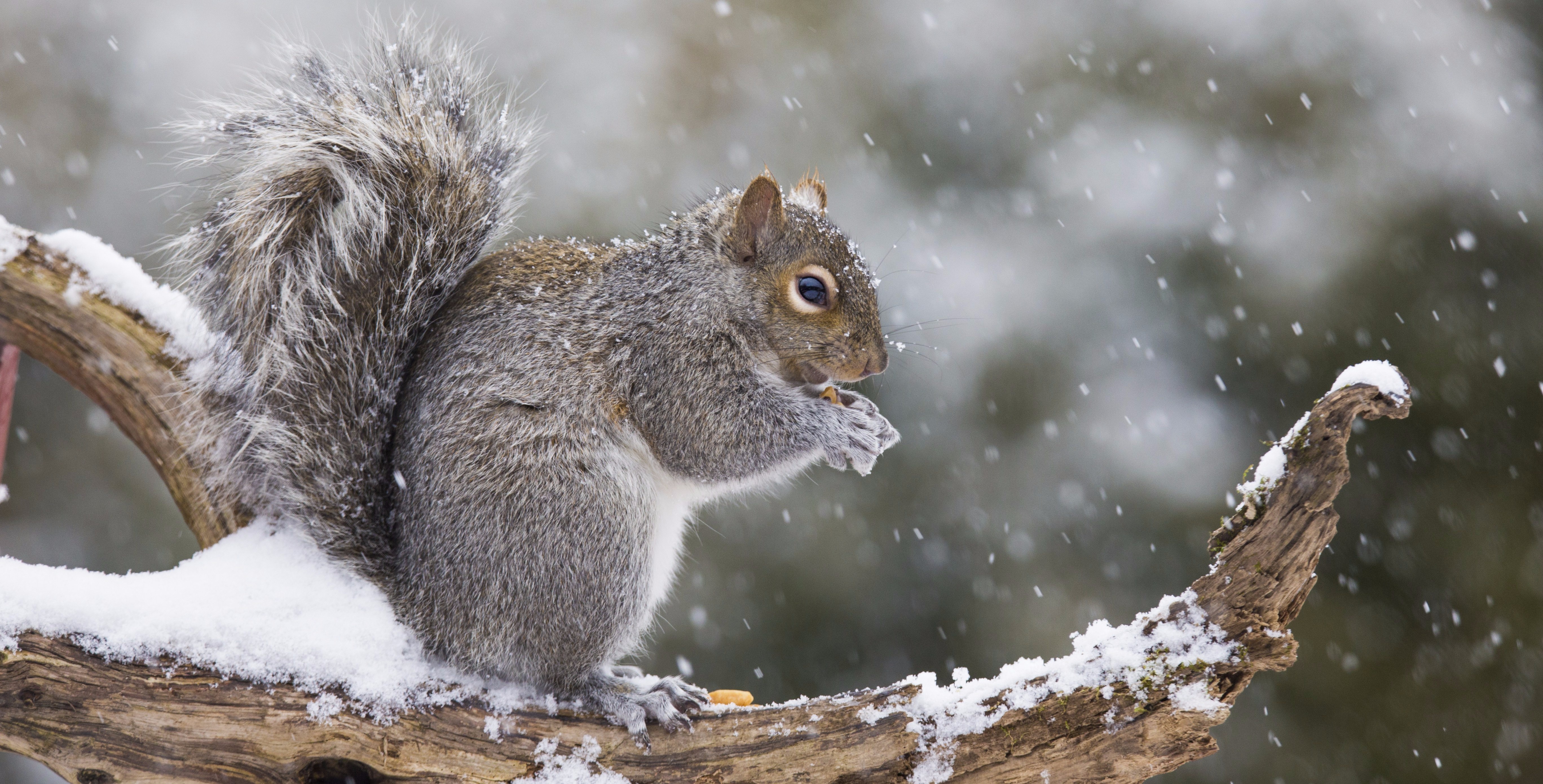 Download mobile wallpaper Winter, Squirrel, Animal, Rodent, Snowfall for free.