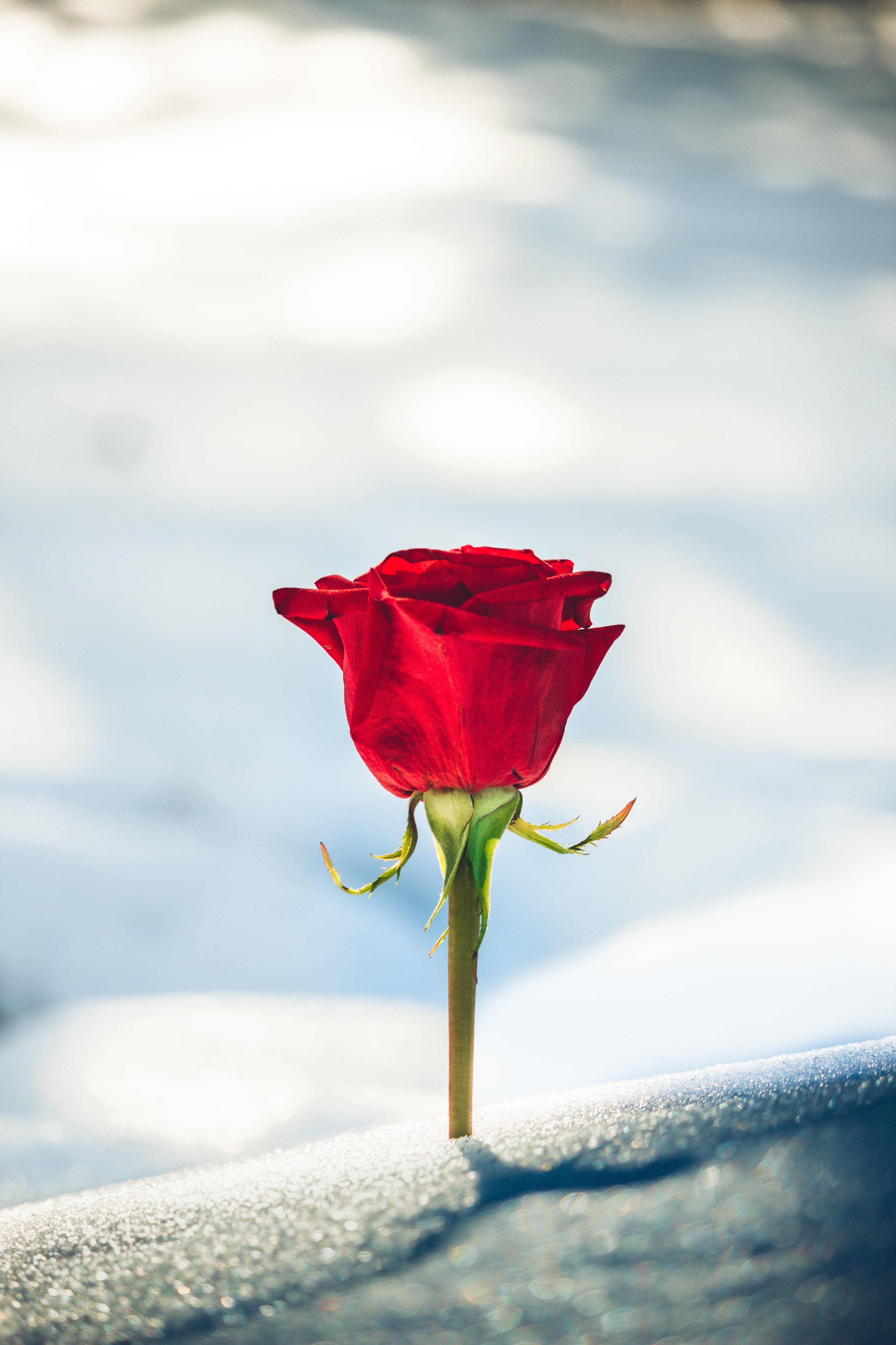 Download mobile wallpaper Bud, Snow, Rose Flower, Rose, Flowers, Smooth, Blur for free.