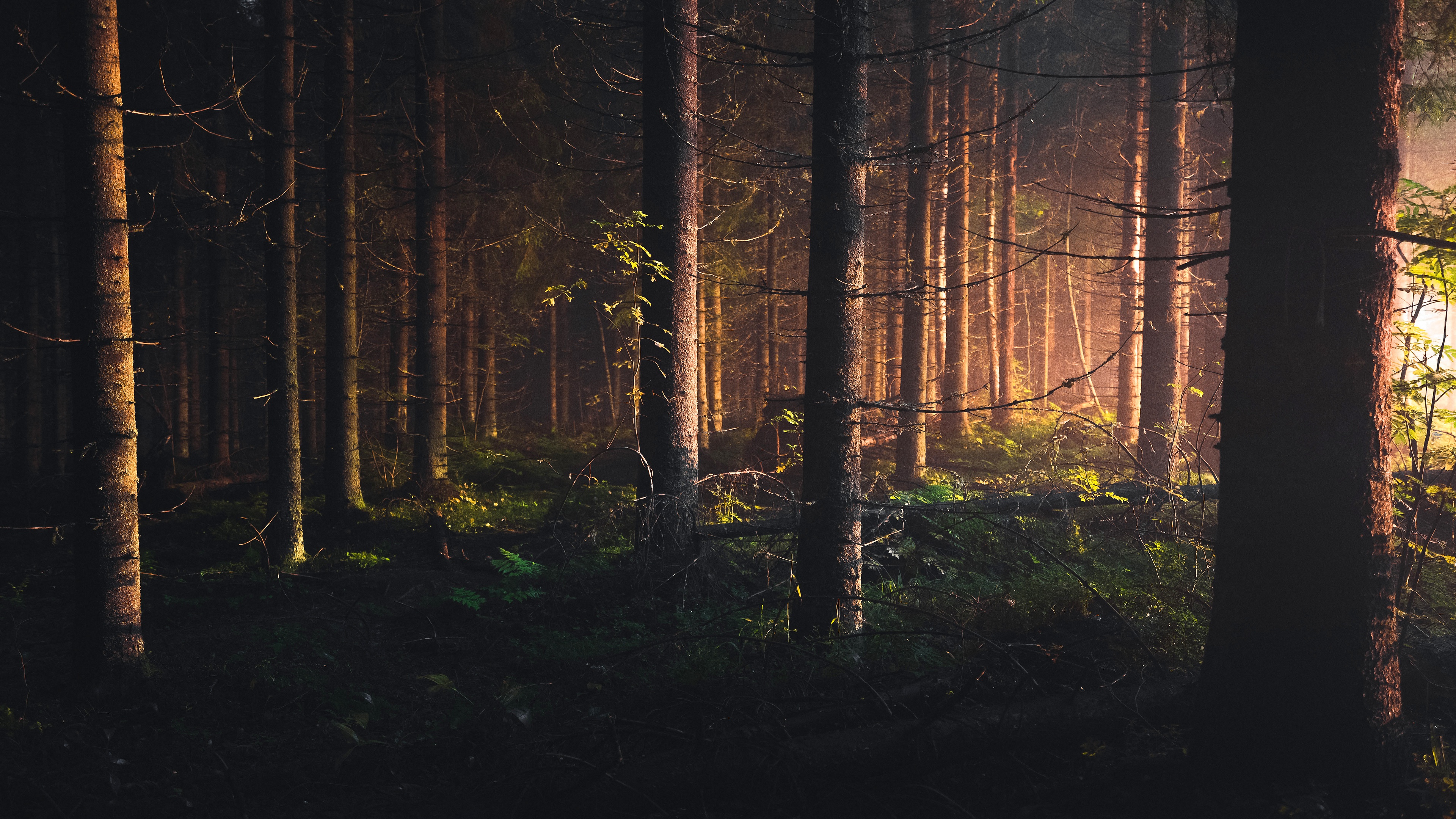 Free download wallpaper Forest, Earth, Sunlight, Pine Tree on your PC desktop