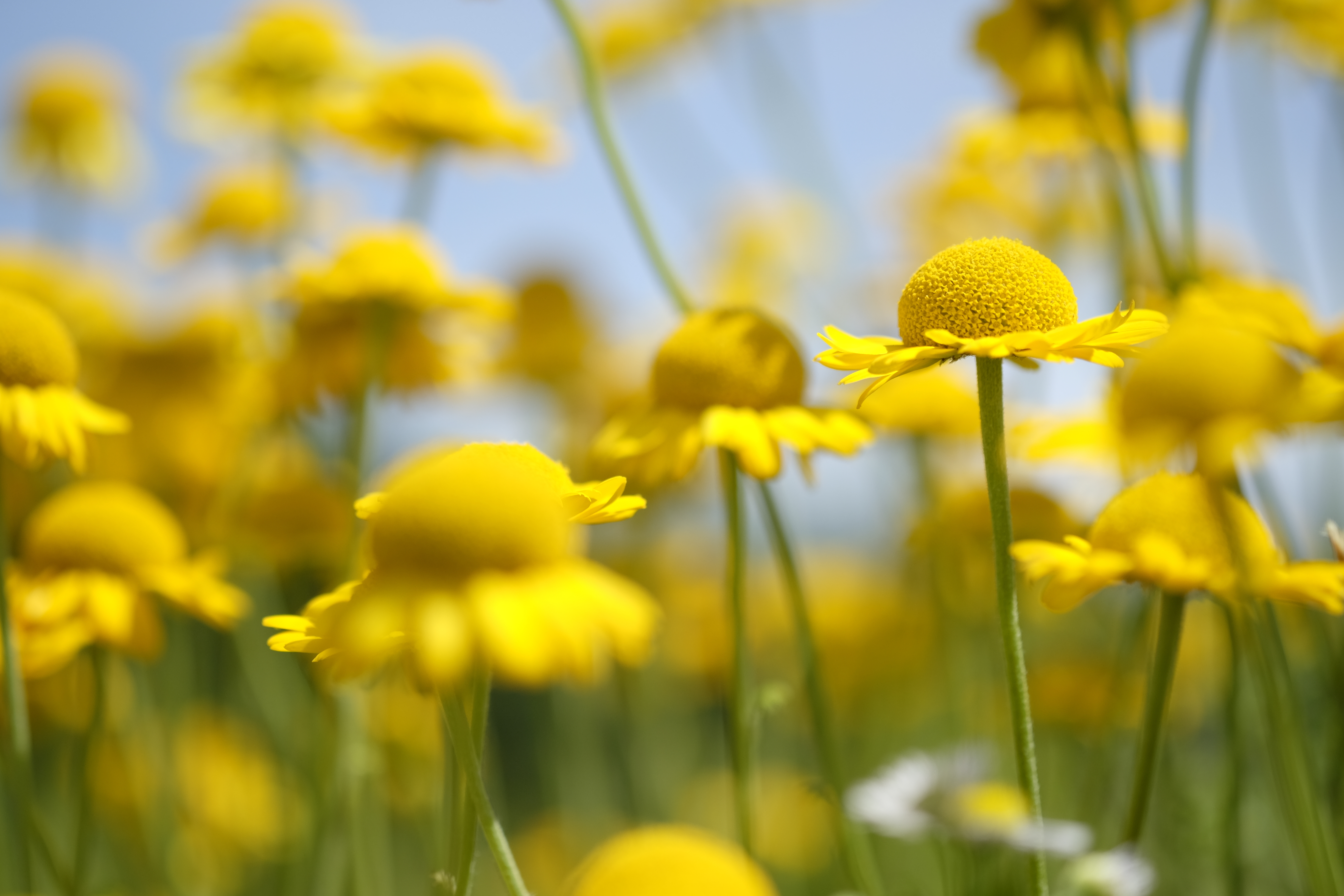 Free download wallpaper Nature, Flowers, Flower, Blur, Close Up, Earth, Yellow Flower on your PC desktop