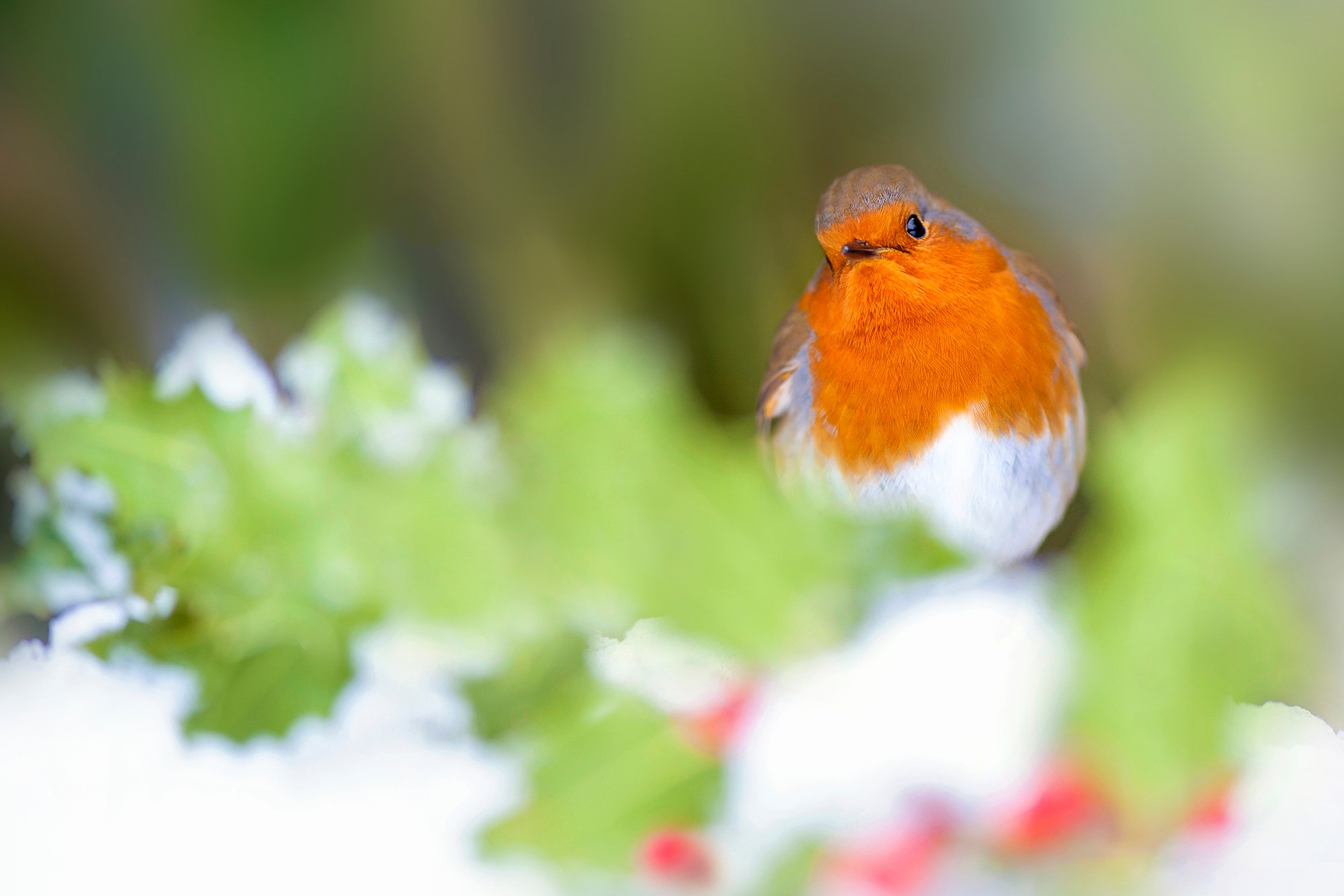 Download mobile wallpaper Birds, Bird, Animal, Robin, Passerine for free.